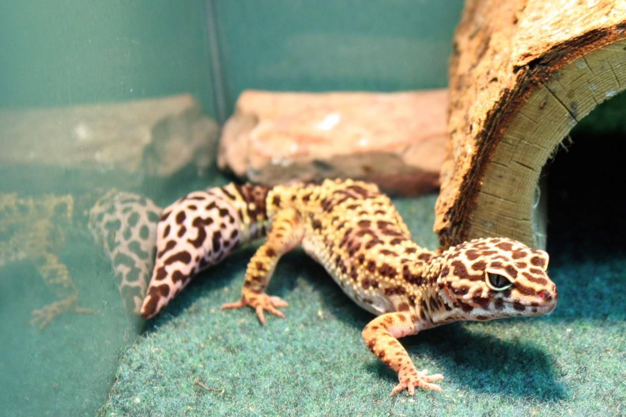 leopard gecko, green substrate, wooden hide, HD Desktop Wallpaper