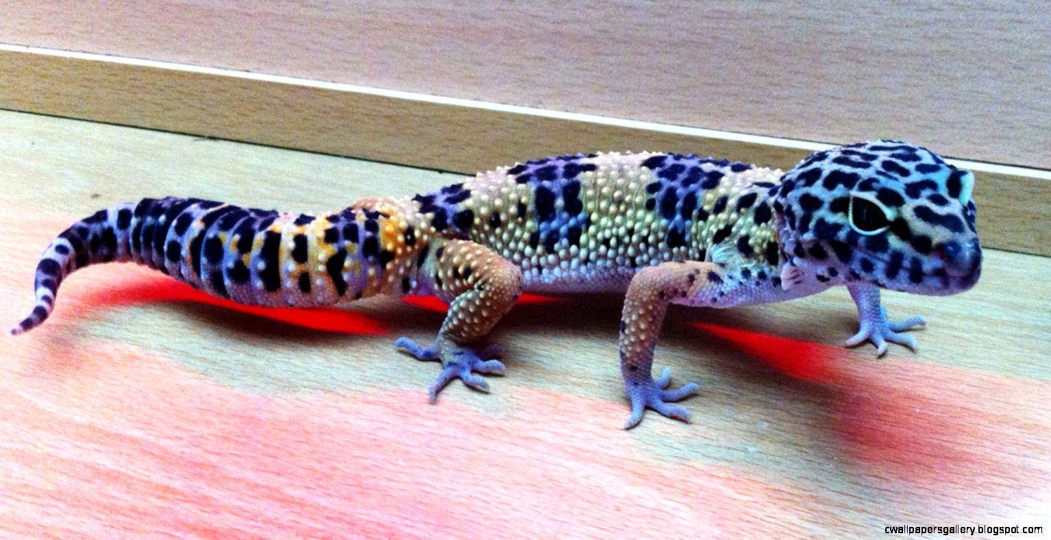 Leopard Gecko, blue, black spotted patterns, HD Desktop Wallpaper