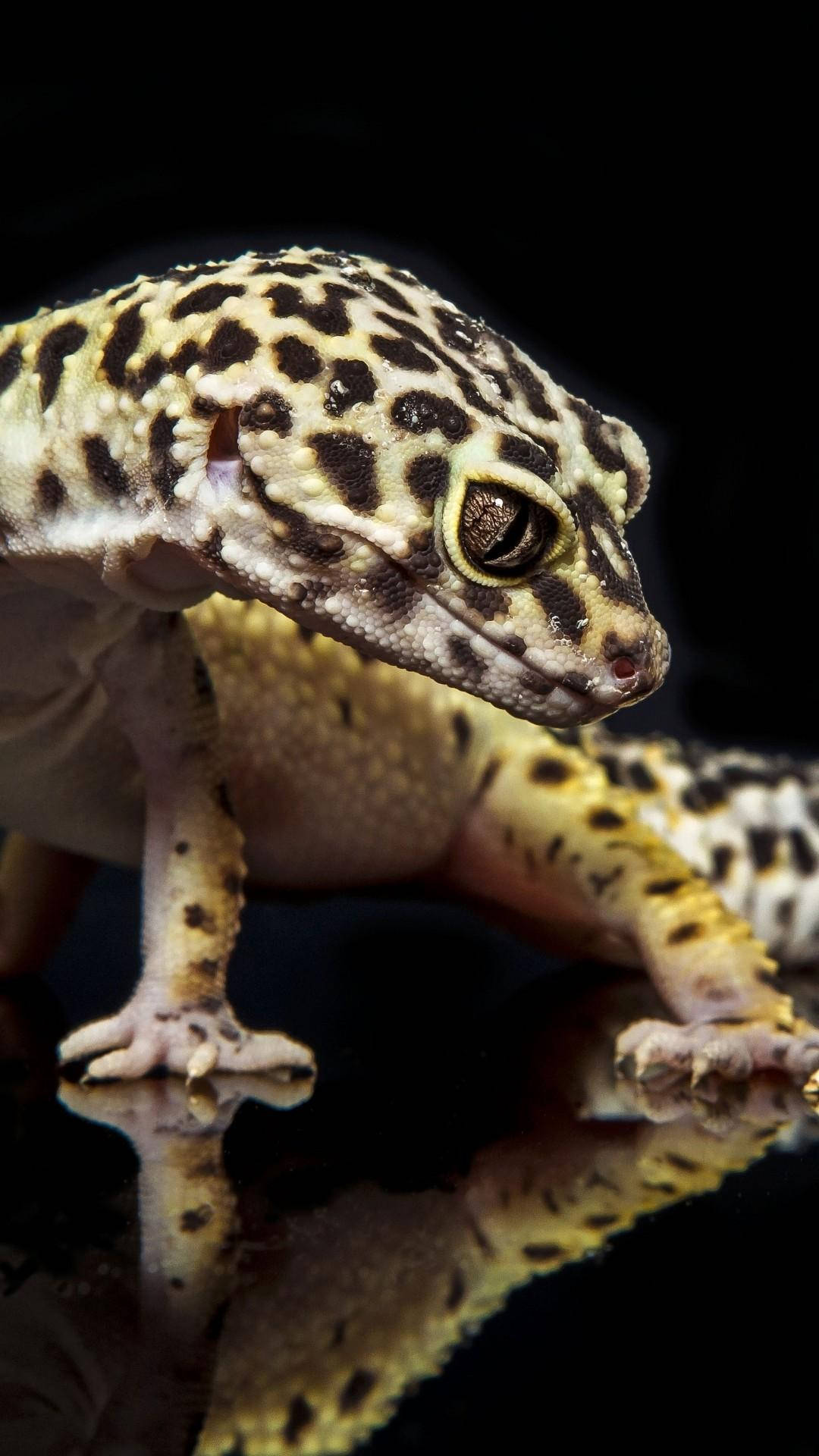 leopard gecko, spotted yellow and black skin, reflective surface, Full HD Phone Wallpaper