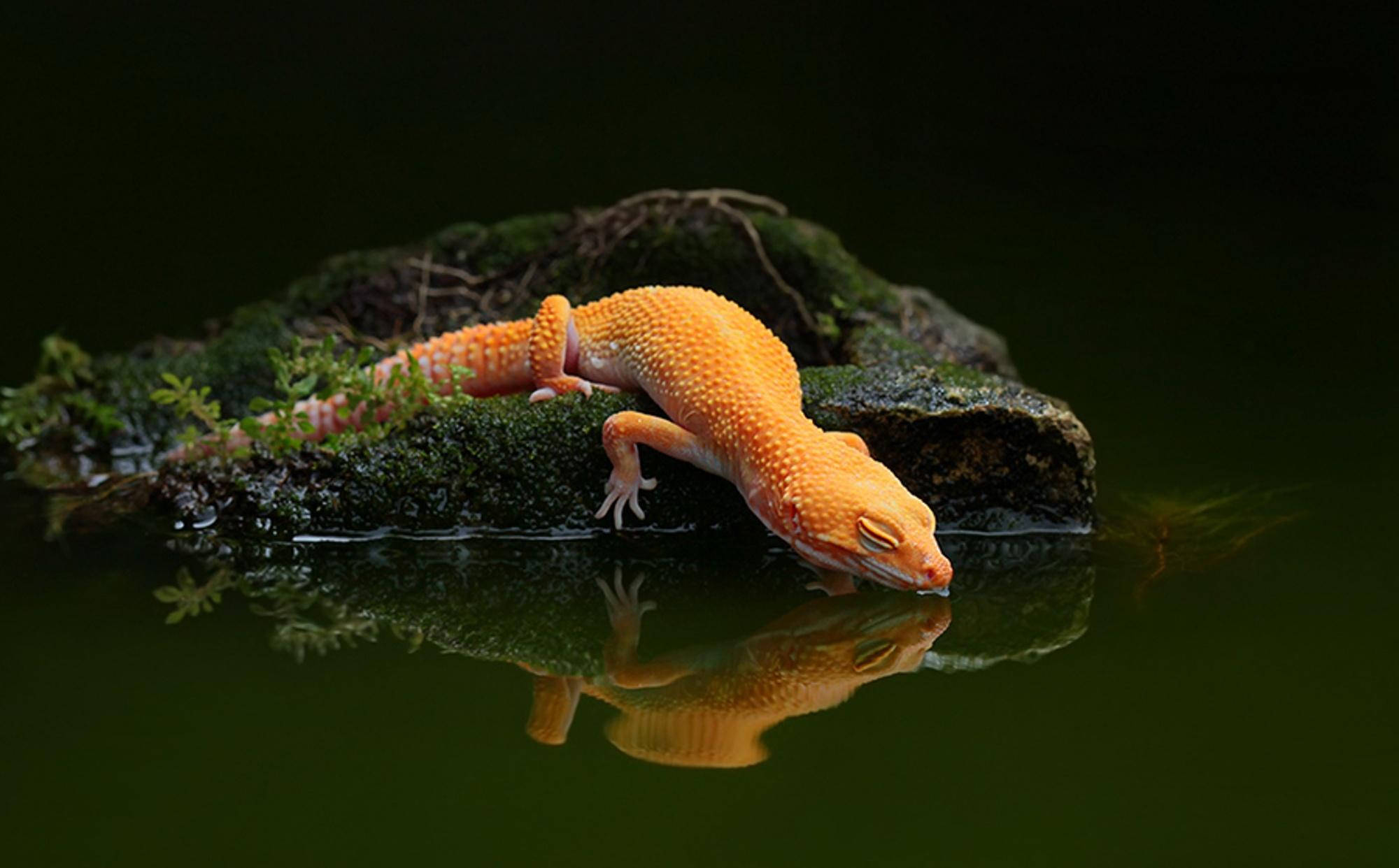Orange Leopard Gecko, mossy rock, water's edge, Full HD Desktop Wallpaper