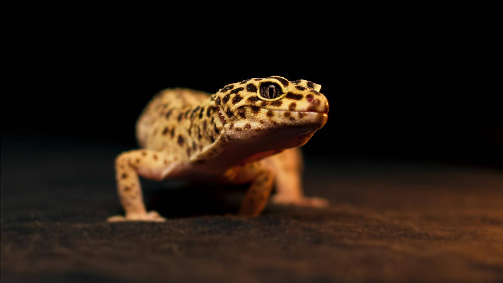 leopard gecko, spotted tan and brown skin, warm light, HD Desktop Wallpaper