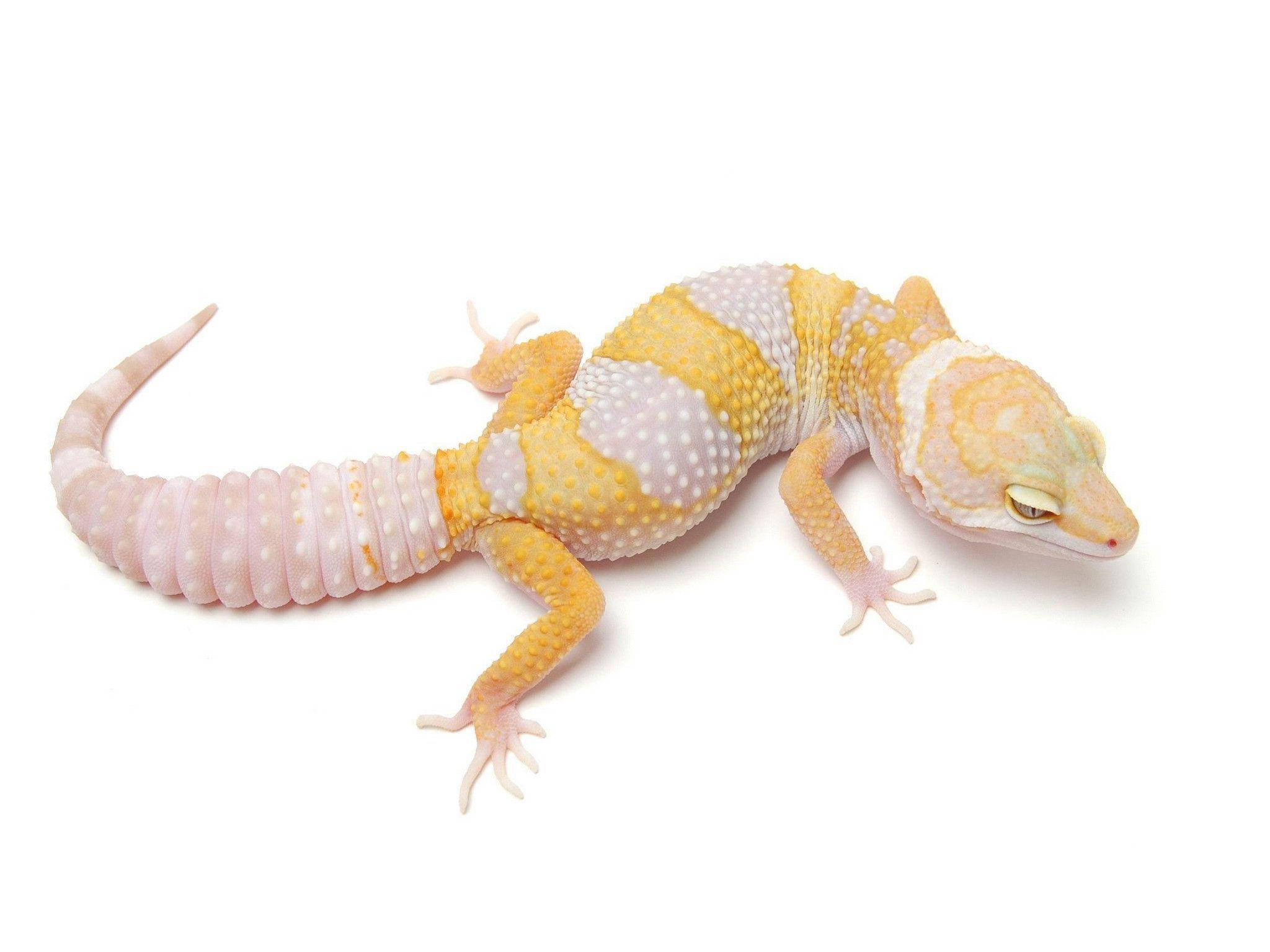 Leopard Gecko, white, yellow, Full HD Desktop Wallpaper