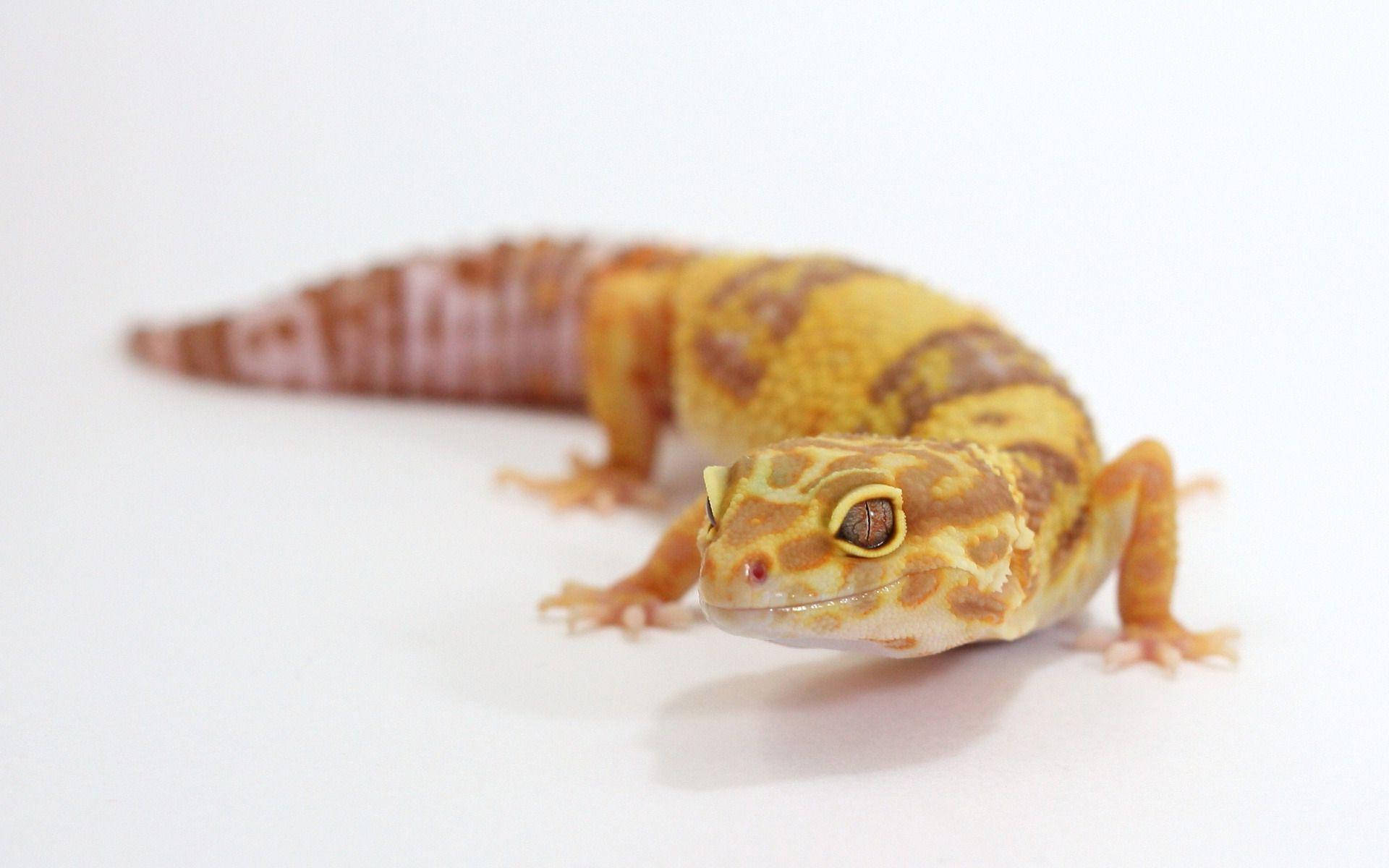 leopard gecko, yellow and brown patterned, plain white surface, Full HD Desktop Wallpaper