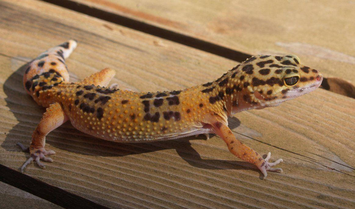 leopard gecko, orange and black spotted skin, weathered wooden planks, SD Desktop Wallpaper