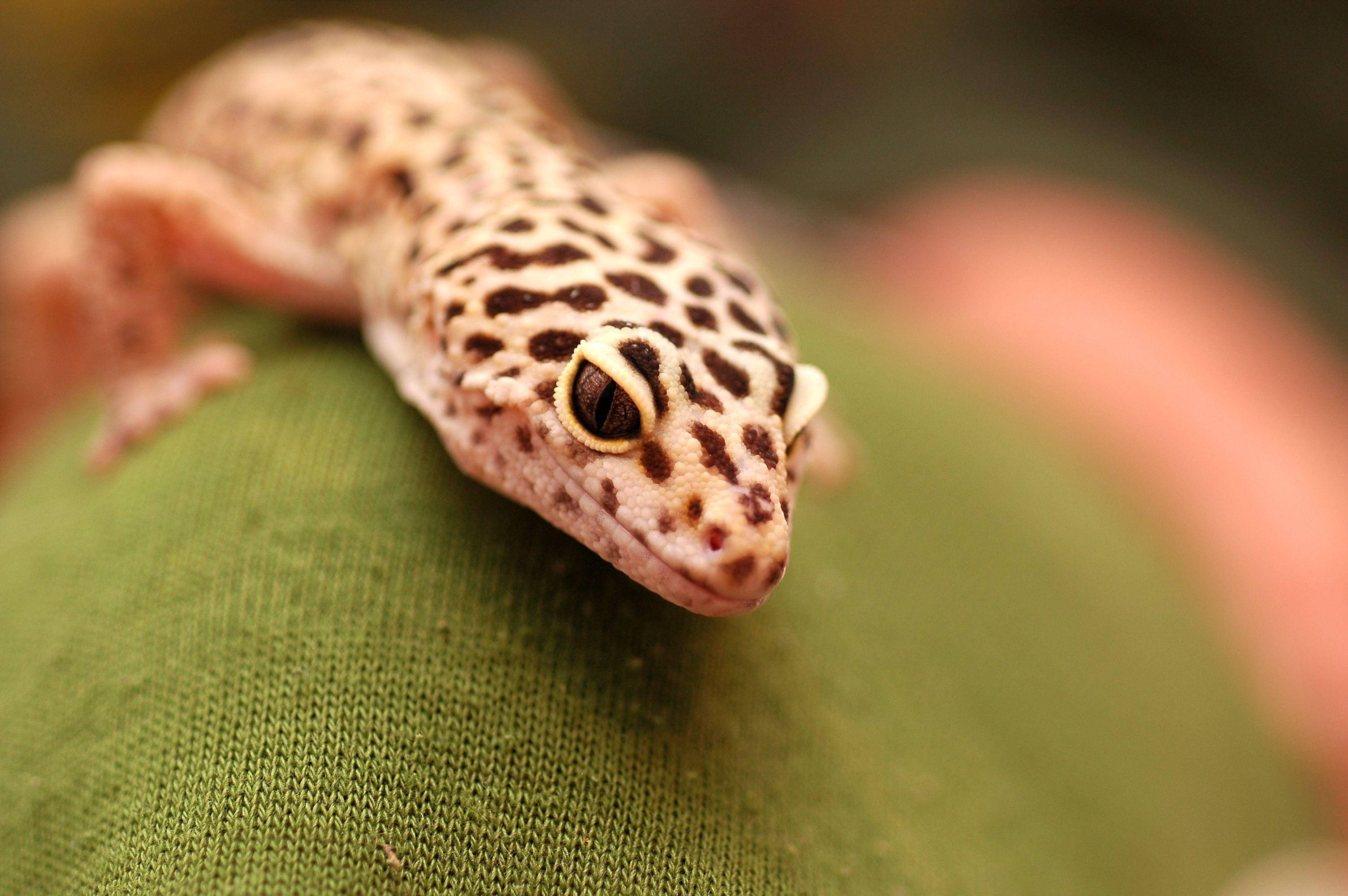 Leopard Gecko, spotted skin, green fabric surface, 2K Desktop Wallpaper