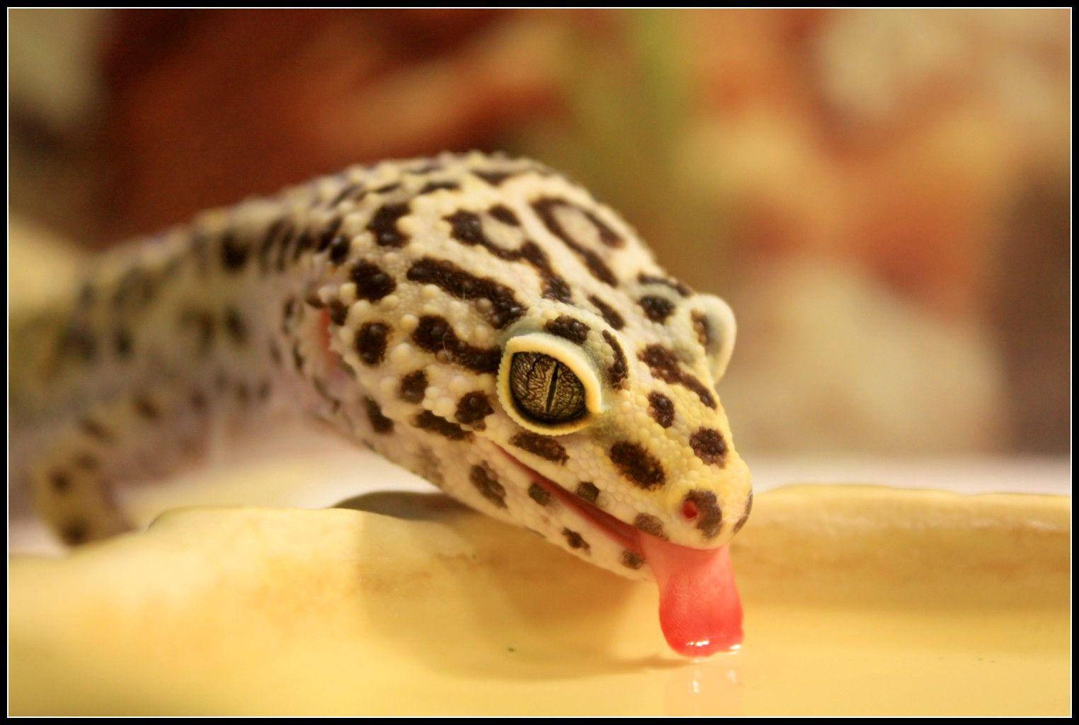 leopard gecko, spotted skin, yellow surface, HD Desktop Wallpaper