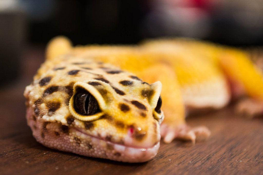leopard gecko, yellow, black spotted skin, SD Desktop Wallpaper