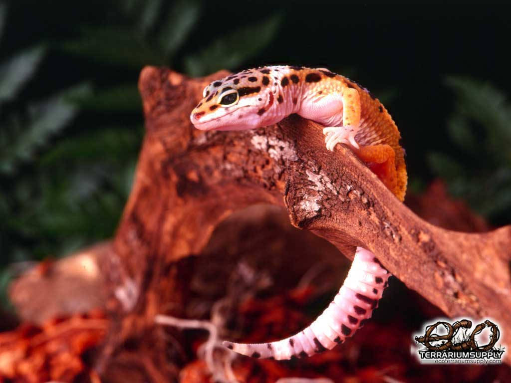leopard gecko, pink, textured branch, SD Desktop Wallpaper
