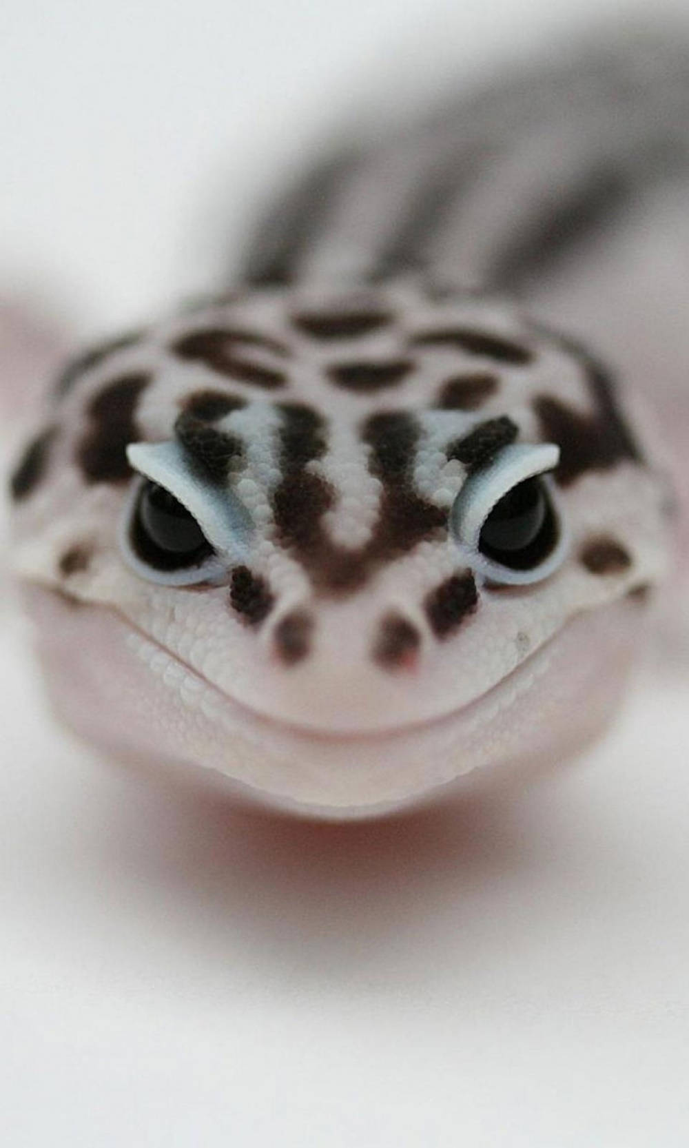 leopard gecko, black and white, large dark eyes, HD Phone Wallpaper