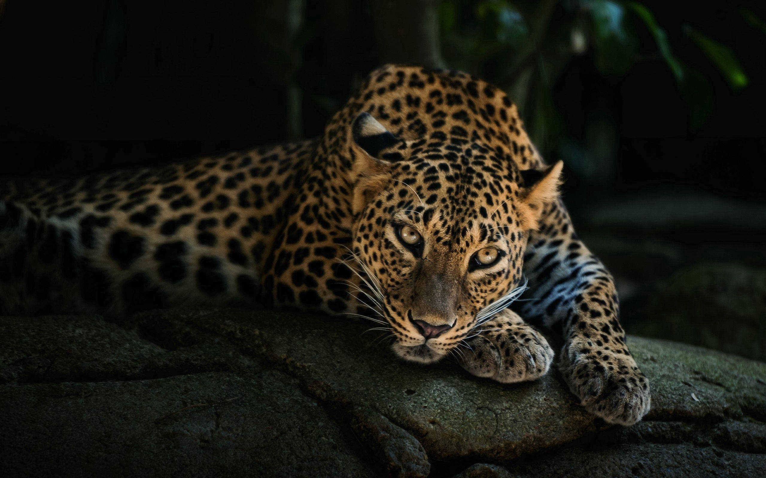 leopard, mossy rock, golden eyes, 2K Desktop Wallpaper