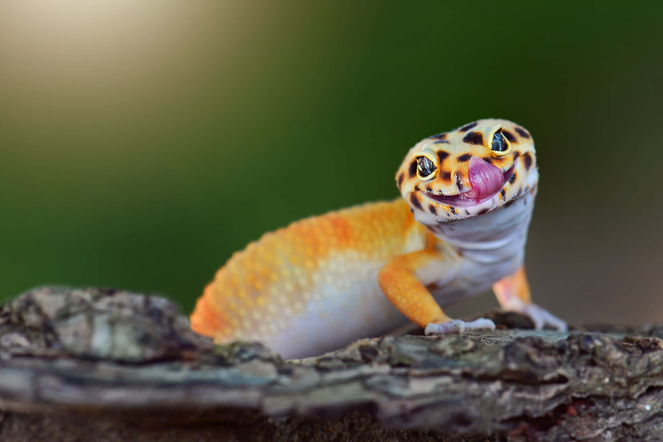 leopard gecko, orange and white spotted skin, rough tree branch, Full HD Desktop Wallpaper