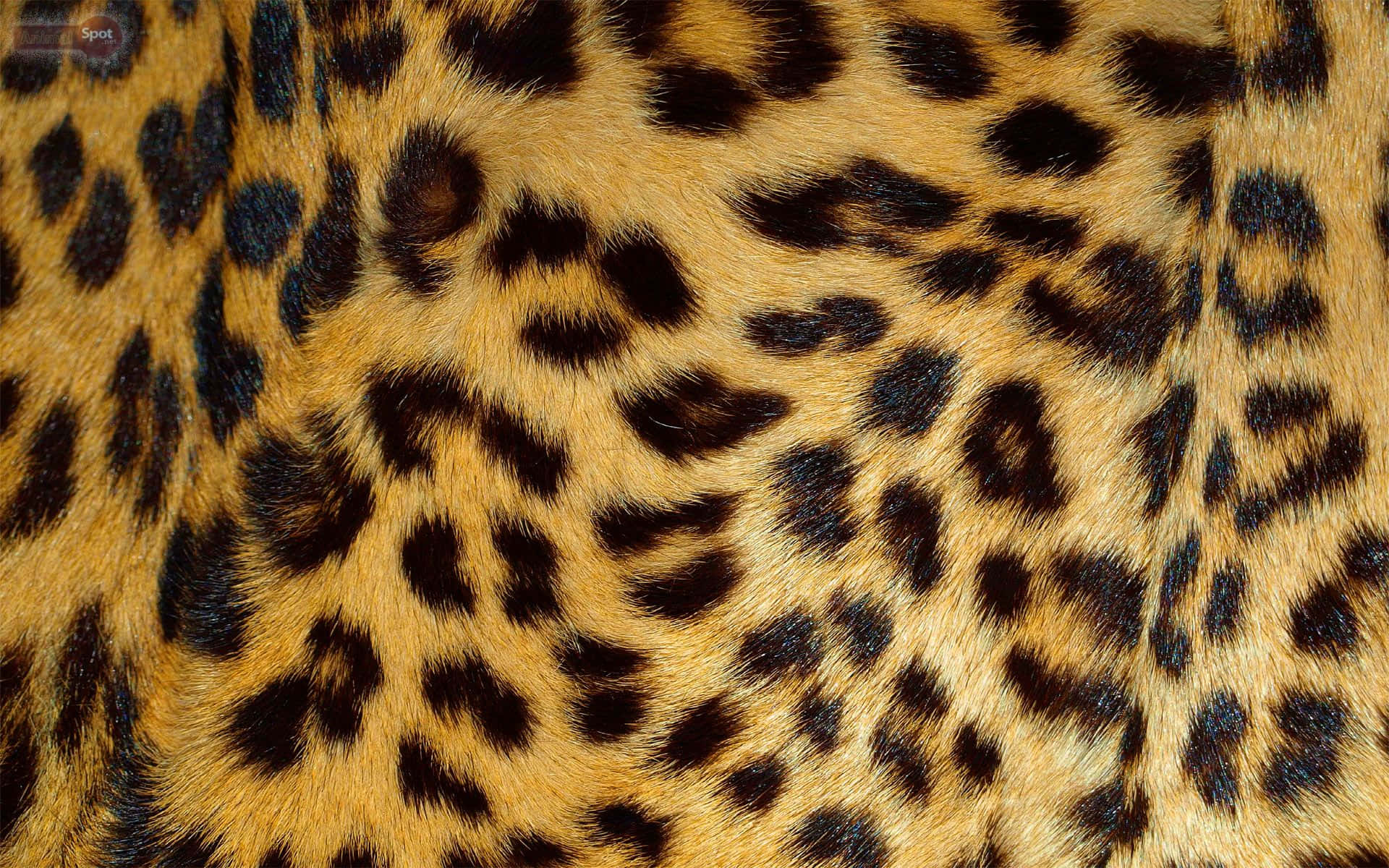 leopard pattern, golden fur, black rosettes, Full HD Desktop Wallpaper