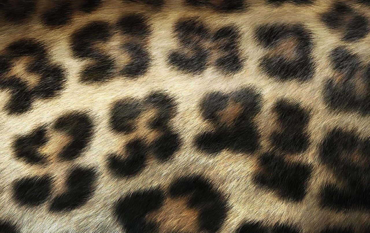 leopard pattern, rosette patterns, warm beige, HD Desktop Wallpaper