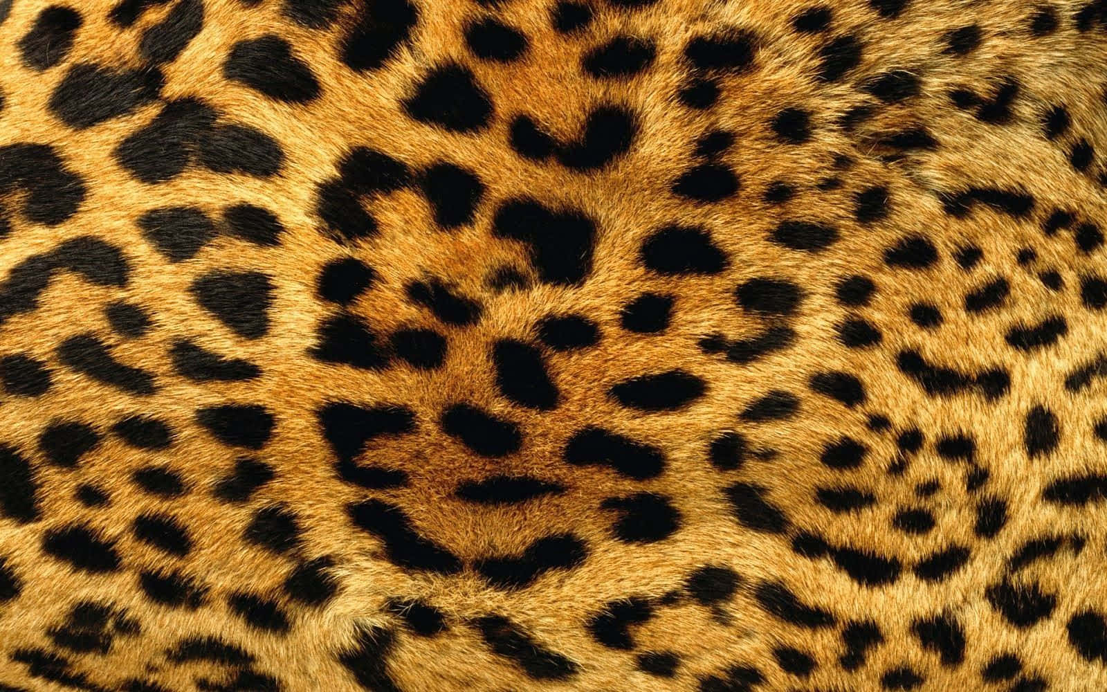 leopard skin texture, golden leopard fur, black rosettes, HD Desktop Wallpaper