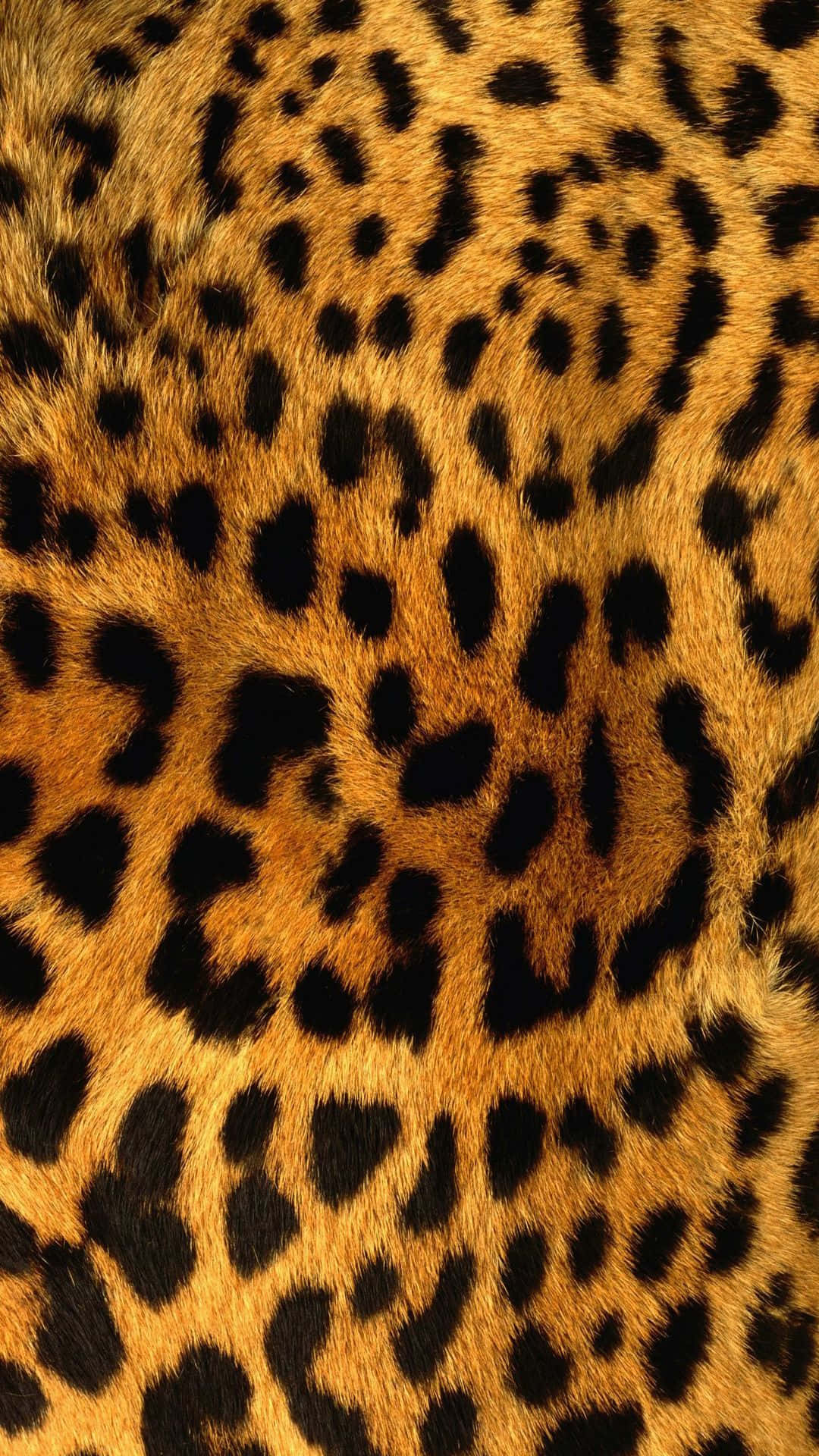 leopard pattern, golden, black rosettes, Full HD Phone Wallpaper