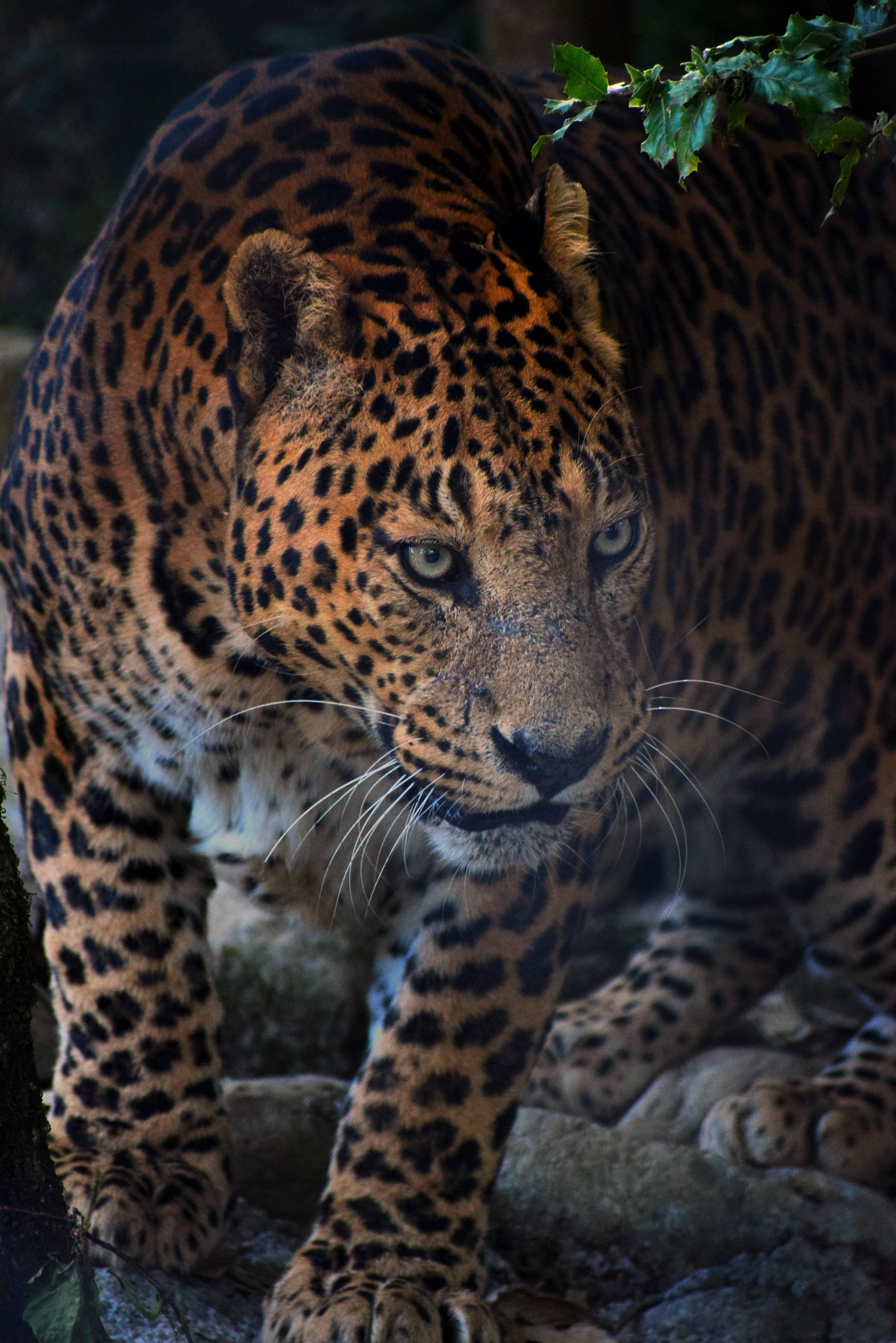 fierce leopard animal, golden fur, black rosettes, 4K Phone Wallpaper