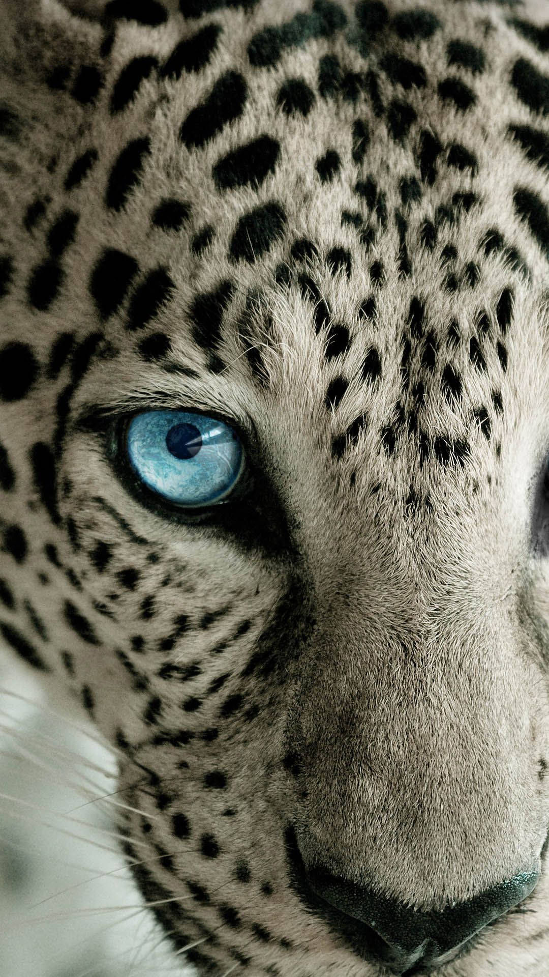 snow leopard, piercing blue eyes, spotted fur, Full HD Phone Wallpaper