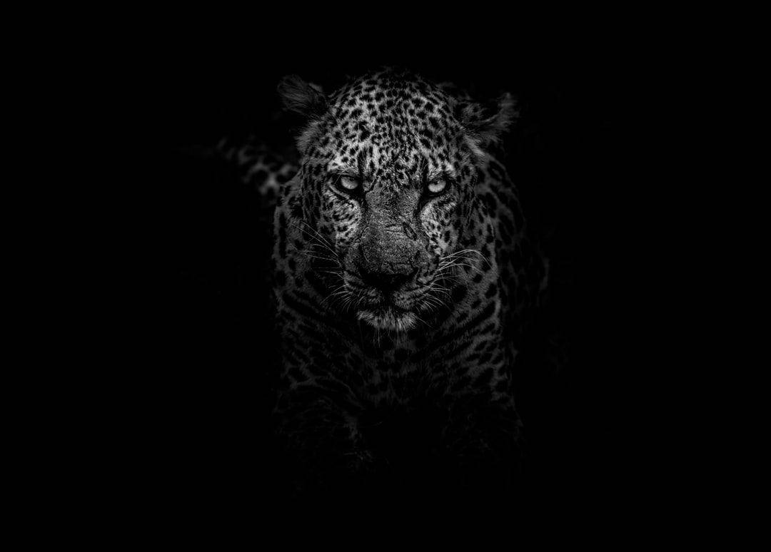 leopard, black and white portrait, pitch-black background, SD Desktop Wallpaper