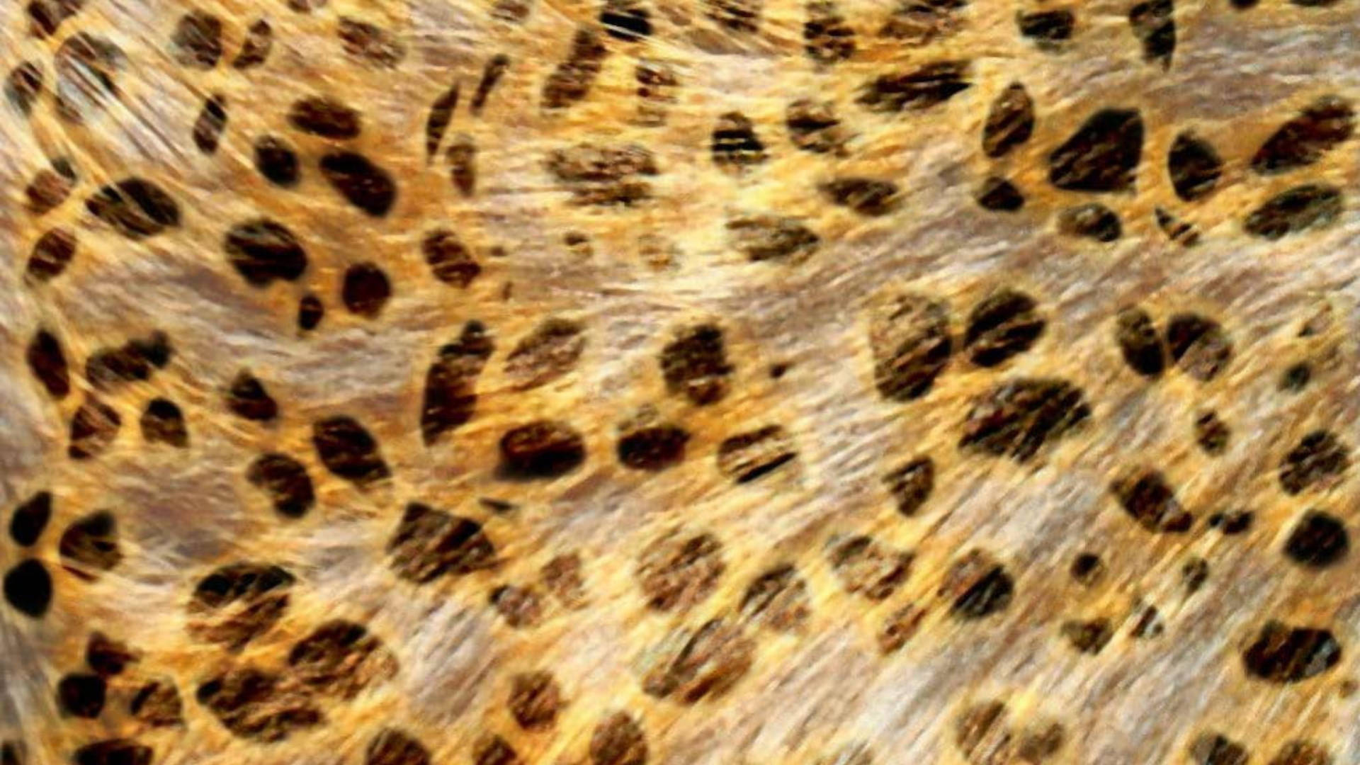 leopard, golden fur, dark rosette spots, Full HD Desktop Wallpaper