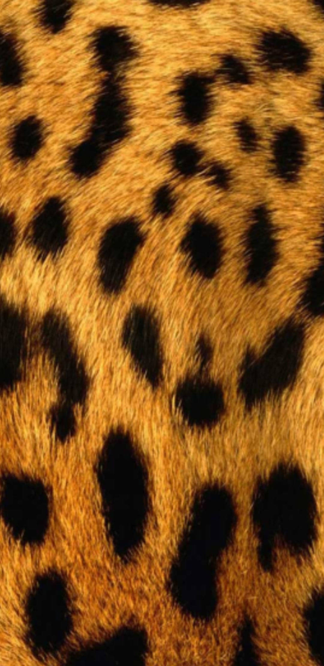 leopard, golden fur, black rosettes, Full HD Phone Wallpaper