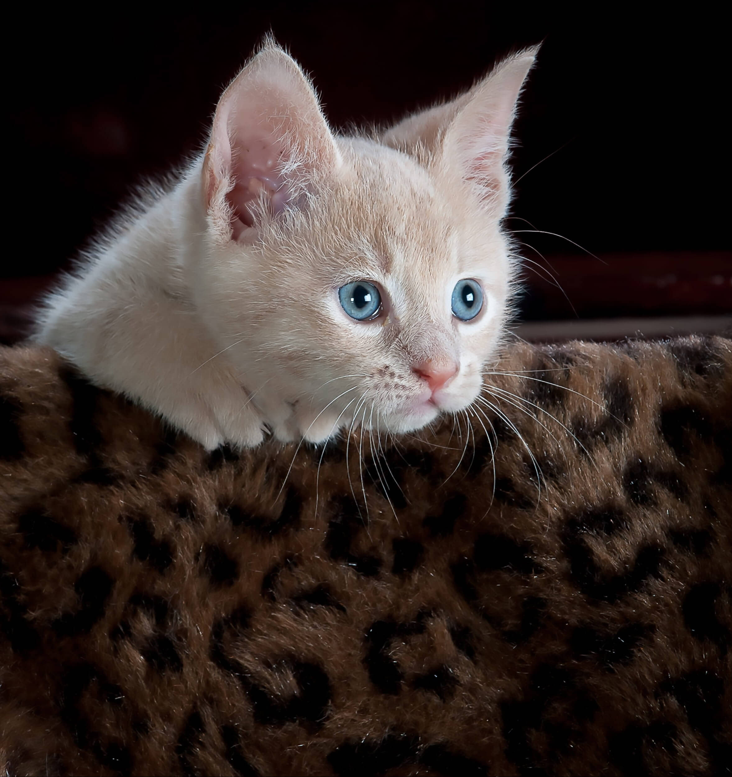 cream kitten, striking blue eyes, plush leopard-print surface, Full HD Phone Wallpaper