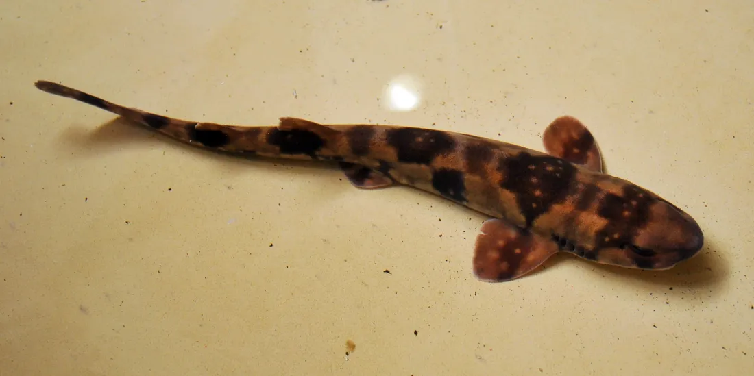 Leopard Shark