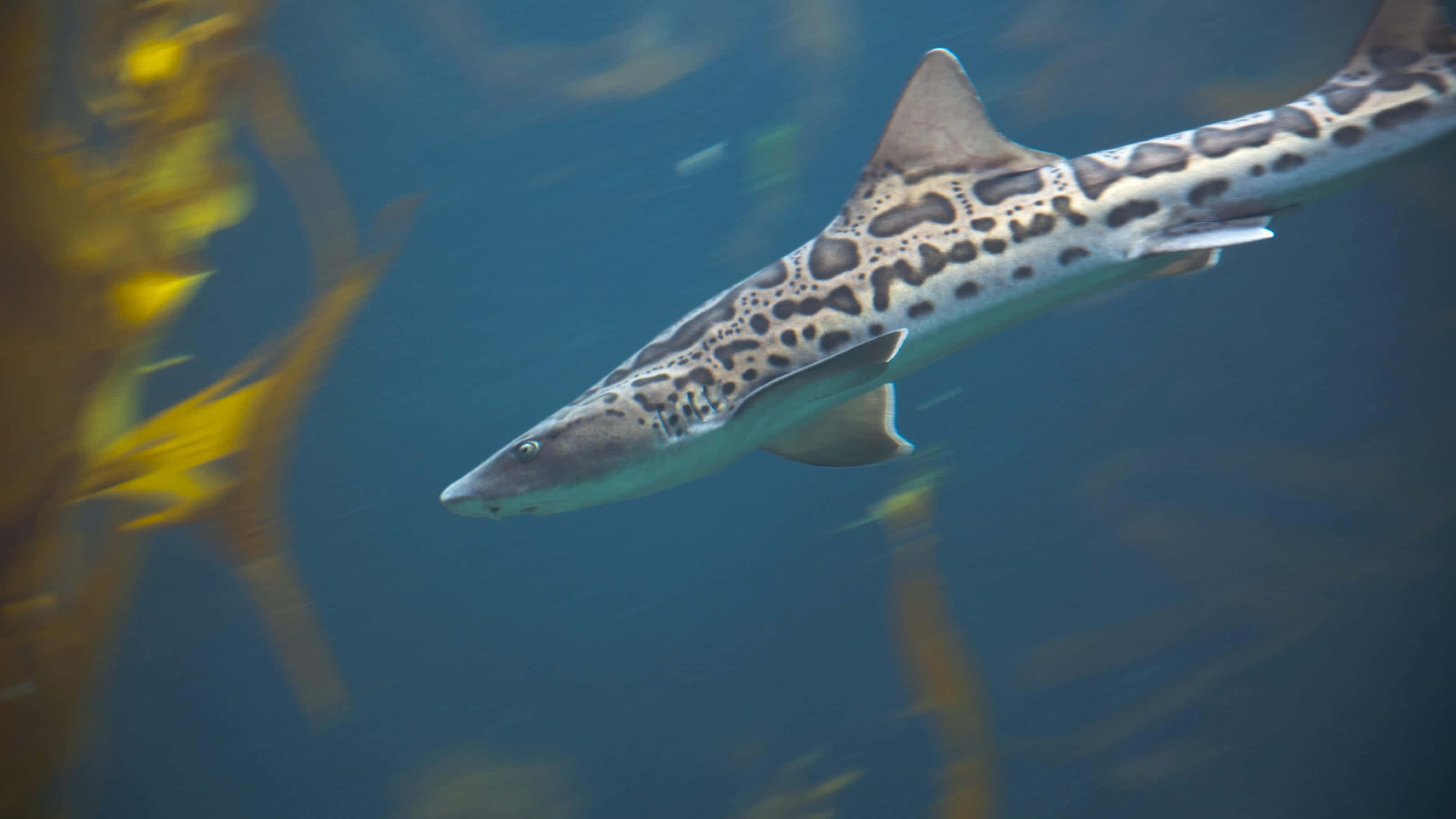 leopard shark, clear blue water, yellow kelp fronds, 2K Desktop Wallpaper