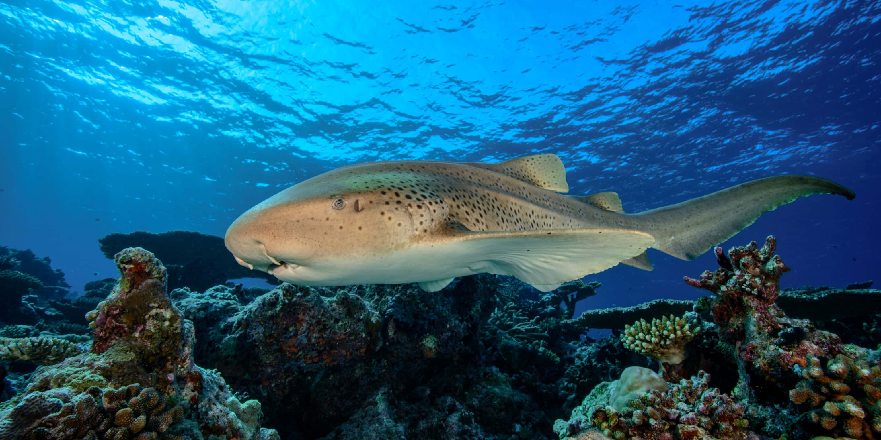Leopard Shark, coral reef, turquoise ocean waters, 2K Desktop Wallpaper