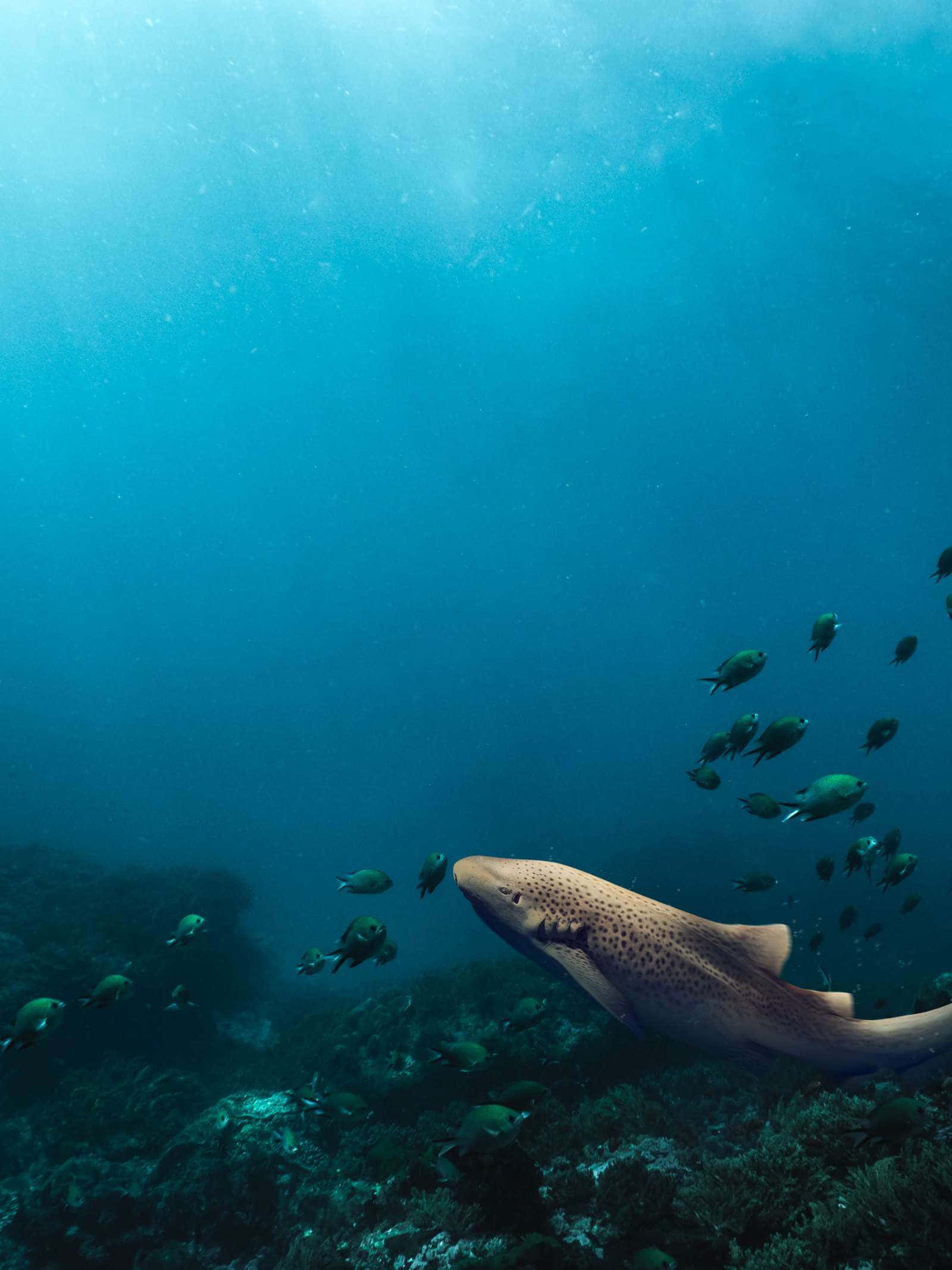 Leopard Shark, underwater scene, clear blue water, Full HD Phone Wallpaper