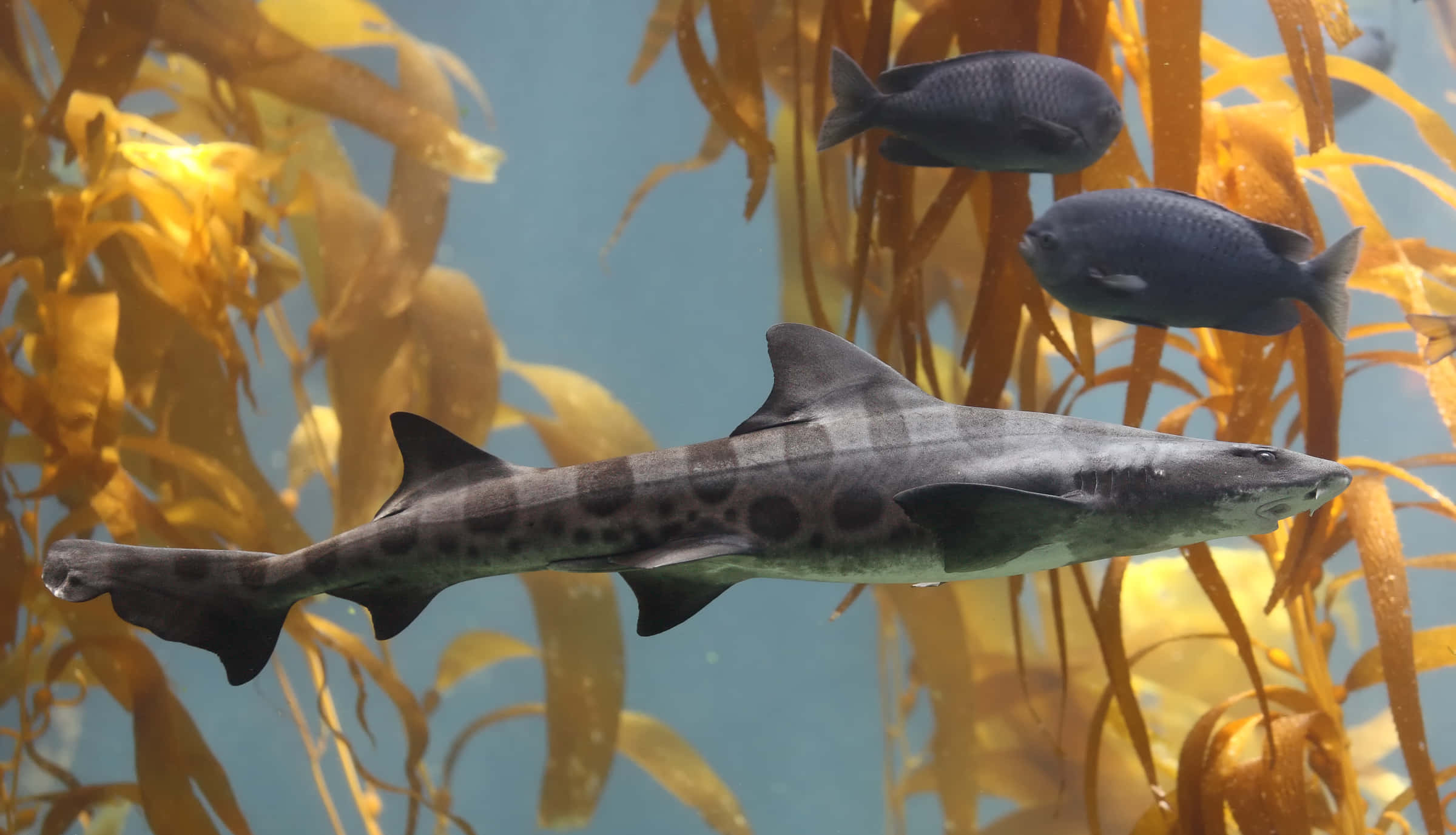 leopard shark, kelp forest, vibrant yellow kelp, Full HD Desktop Wallpaper