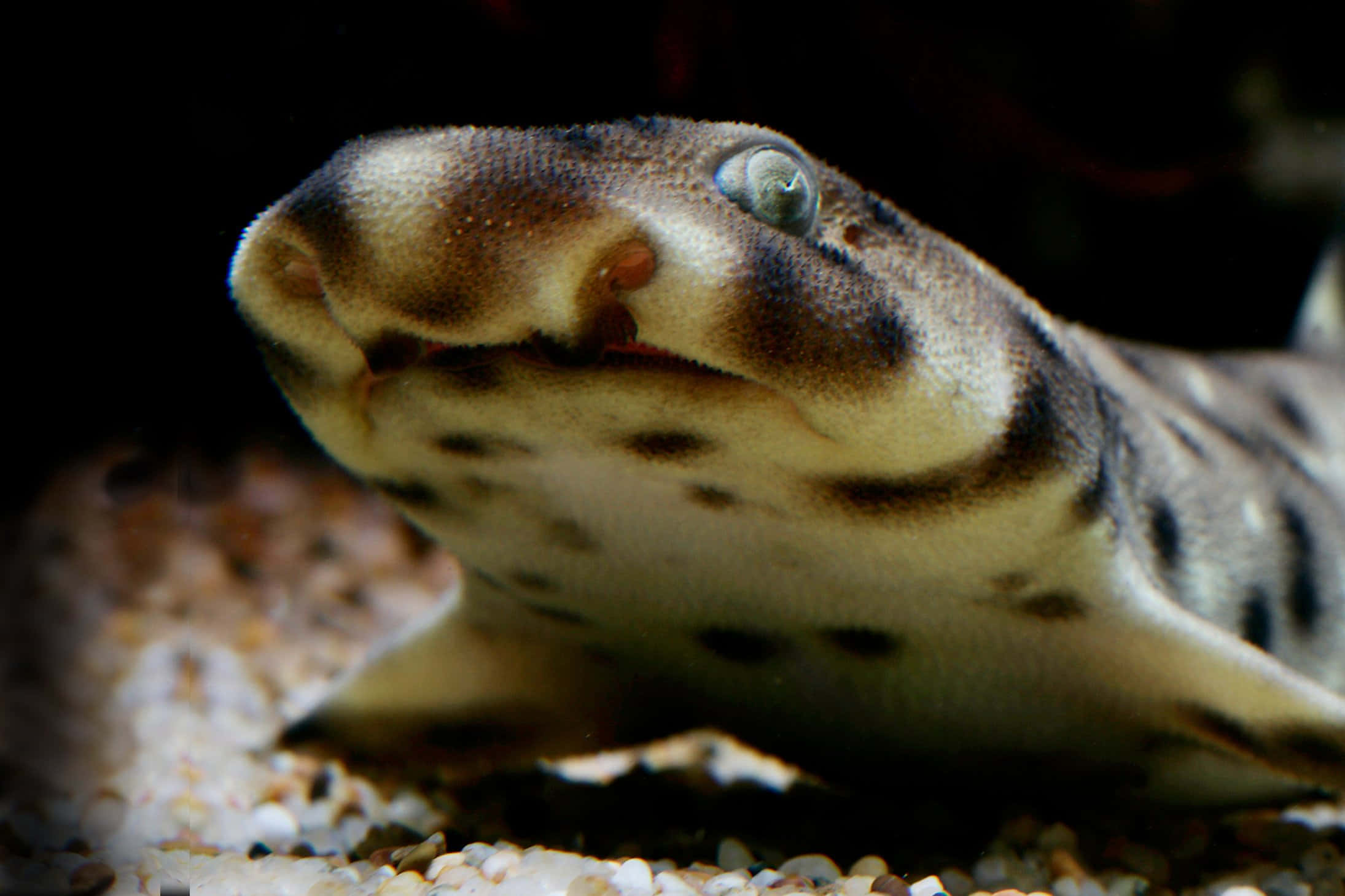 leopard shark, spotted bamboo shark, sandy gravel, Full HD Desktop Wallpaper
