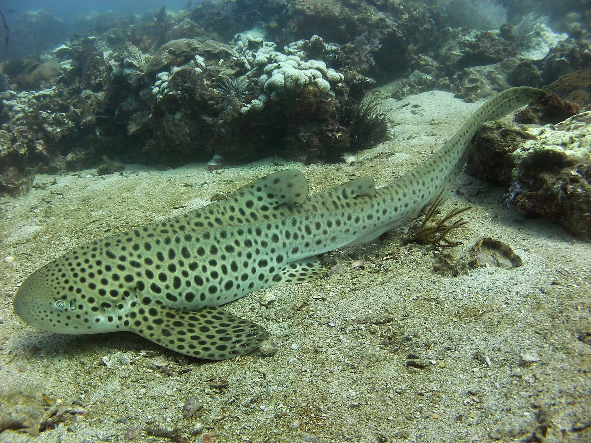 Leopard Shark, sandy ocean floor, vibrant coral reefs, Full HD Desktop Wallpaper
