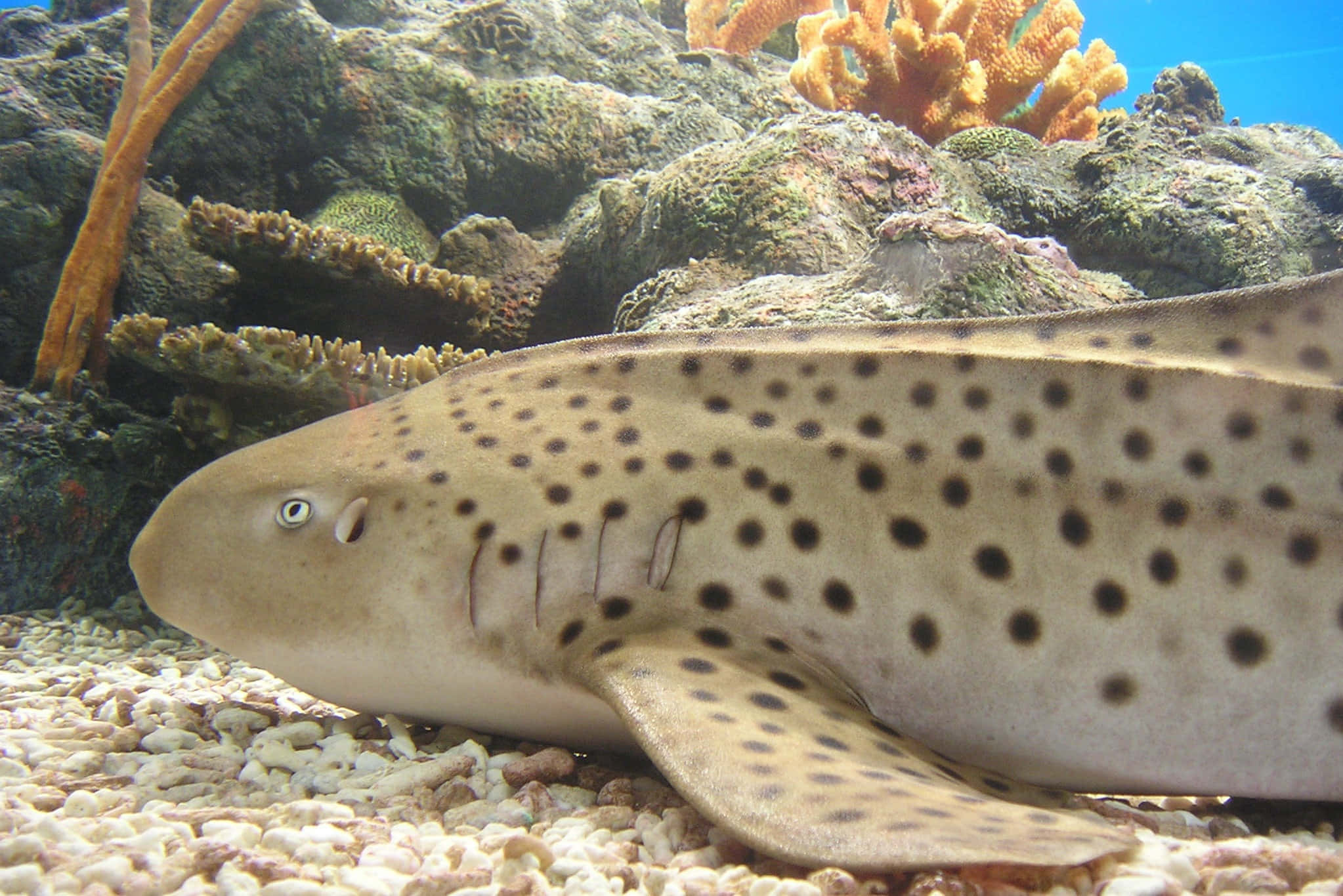 leopard shark, gravel ocean floor, vibrant coral, Full HD Desktop Wallpaper