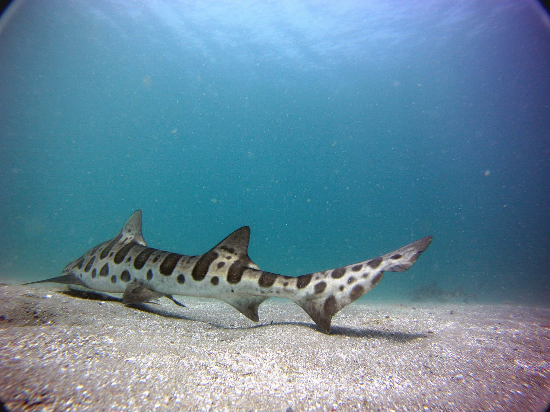 leopard shark, sandy ocean floor, clear turquoise water, Full HD Desktop Wallpaper