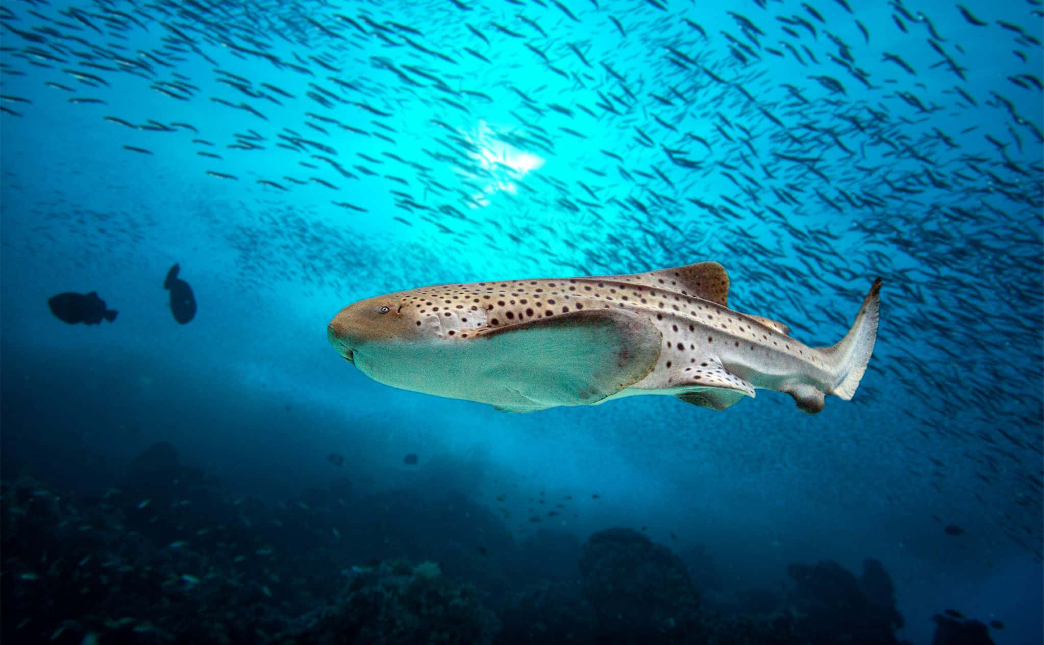 Leopard Shark, turquoise waters, shimmering school of small fish, Full HD Desktop Wallpaper
