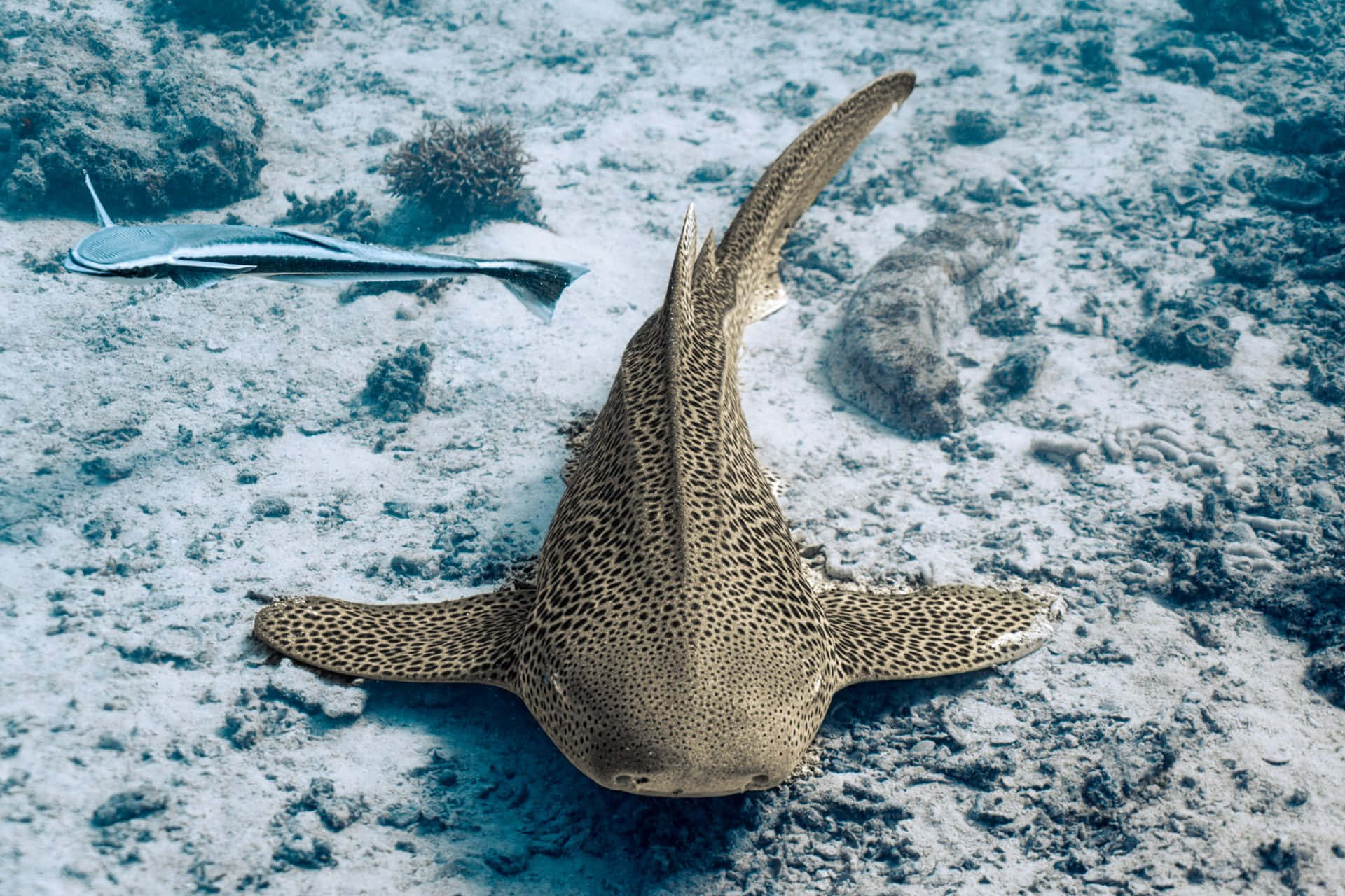 leopard shark, sandy ocean floor, coral, Full HD Desktop Wallpaper