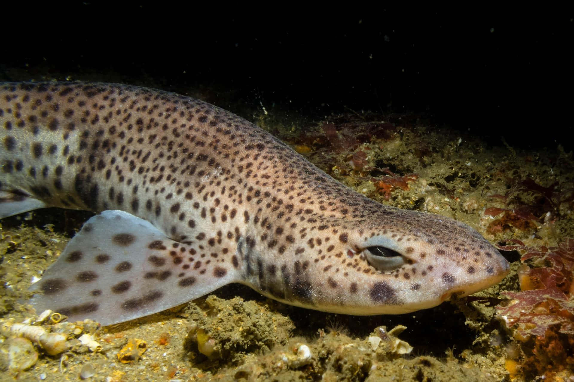 Leopard Shark, ocean bed, sandy seabed, Full HD Desktop Wallpaper