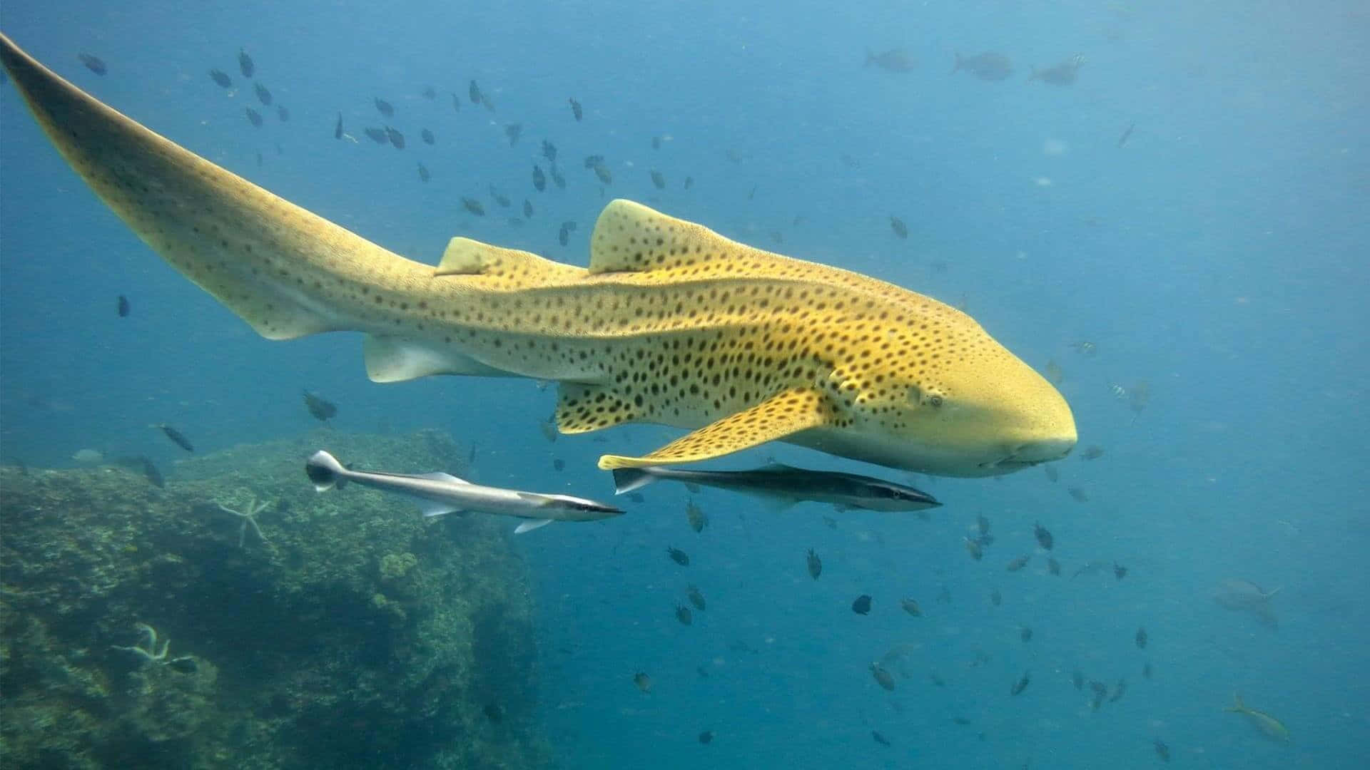 Leopard Shark, clear blue water, vibrant coral reef, Full HD Desktop Wallpaper