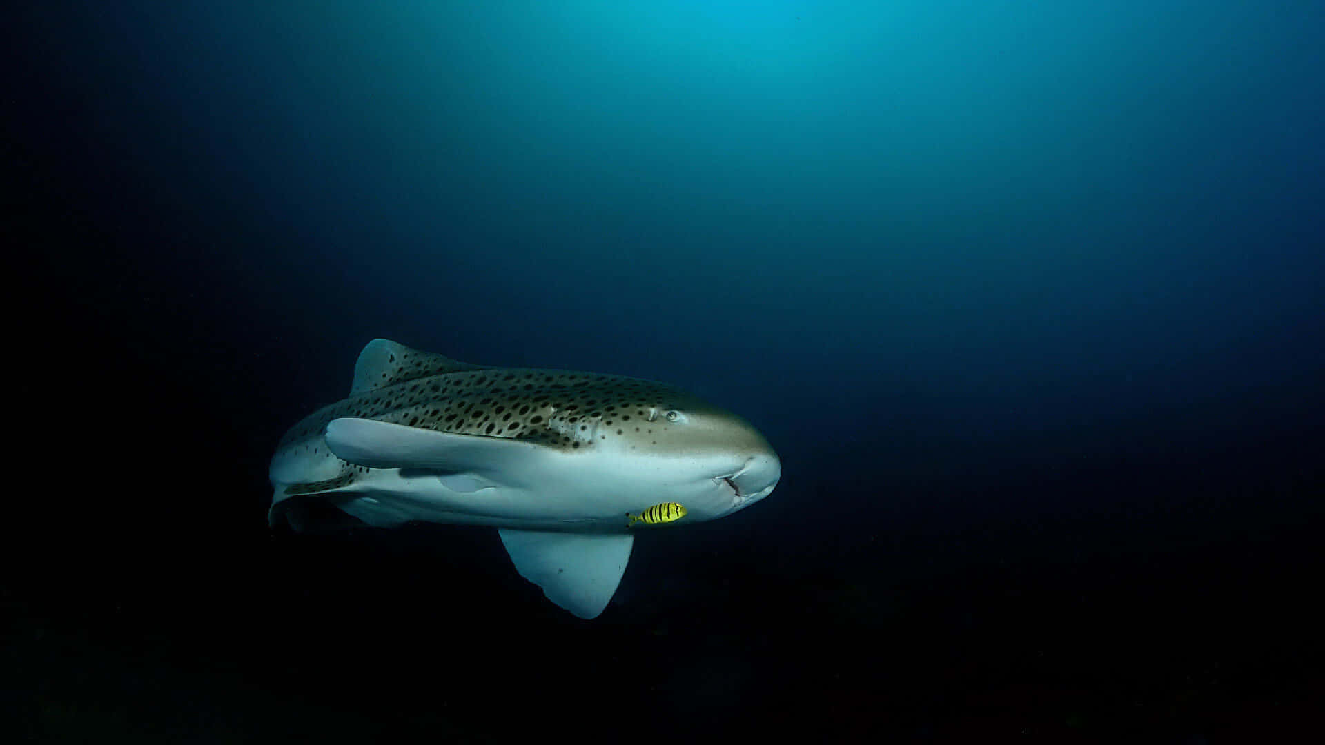 Leopard Shark, deep blue ocean waters, yellow fish, Full HD Desktop Wallpaper
