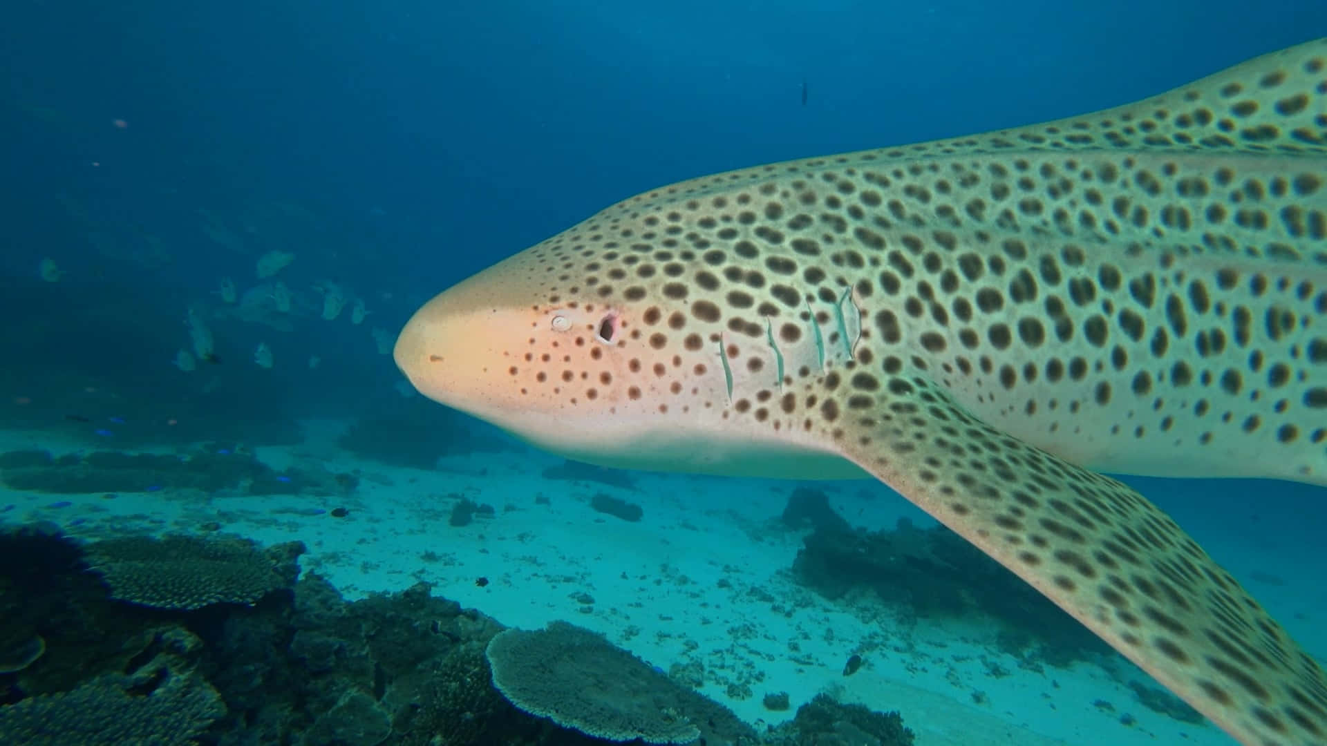 Leopard Shark, coral reefs, turquoise ocean waters, Full HD Desktop Wallpaper