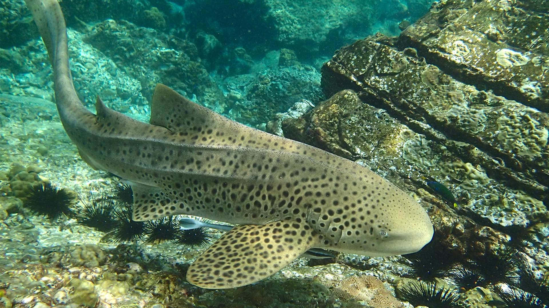 leopard shark, rocky reef, sea urchins, Full HD Desktop Wallpaper