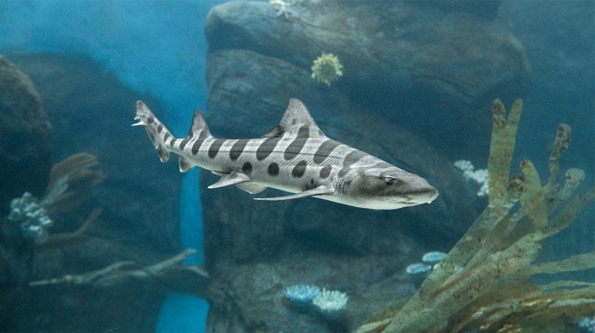 Leopard Shark, aquarium, clear blue water, Full HD Desktop Wallpaper