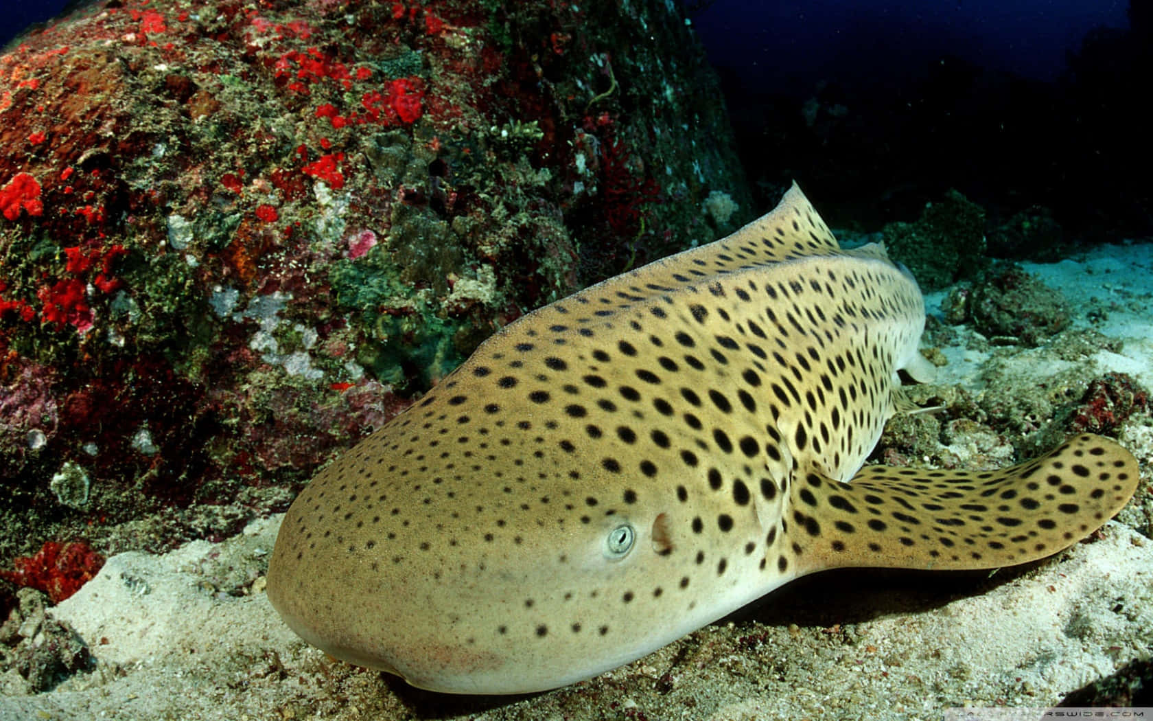 Leopard Shark, ocean floor, sandy ocean floor, HD Desktop Wallpaper