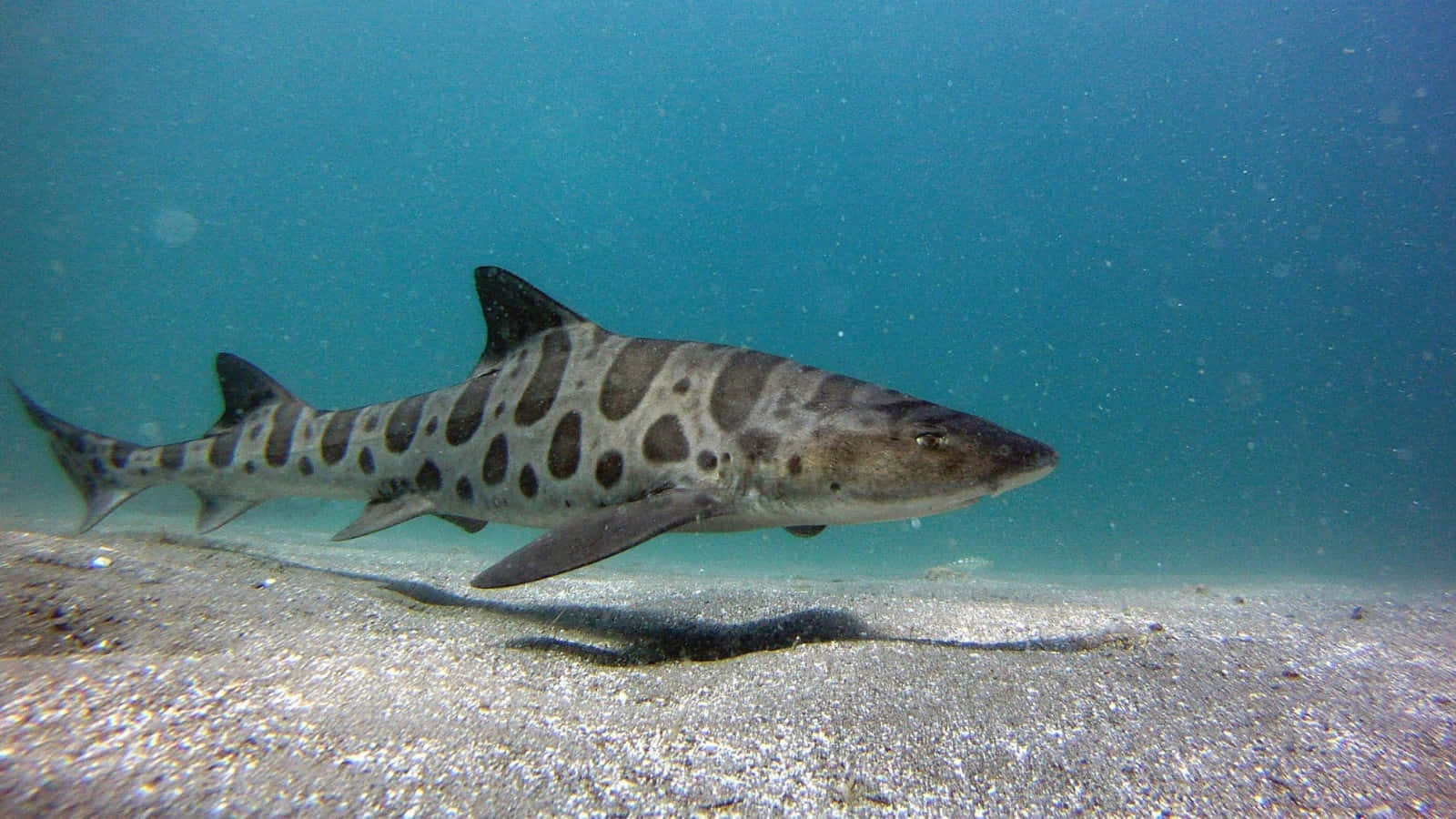 leopard shark, sandy ocean floor, sunlit, HD Desktop Wallpaper