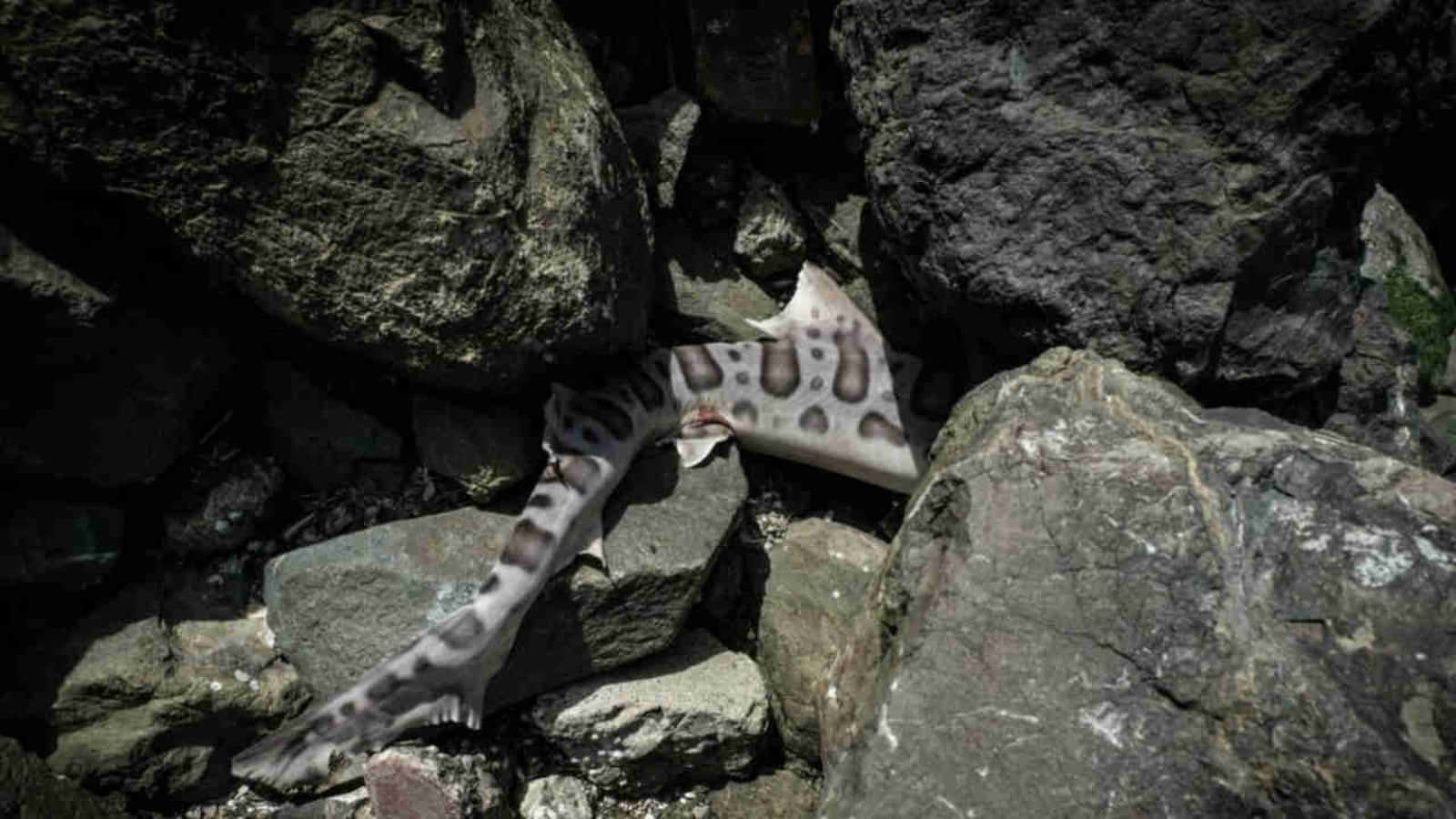 Leopard Shark, dark gray wet rocks, sunlit tide pool, HD Desktop Wallpaper