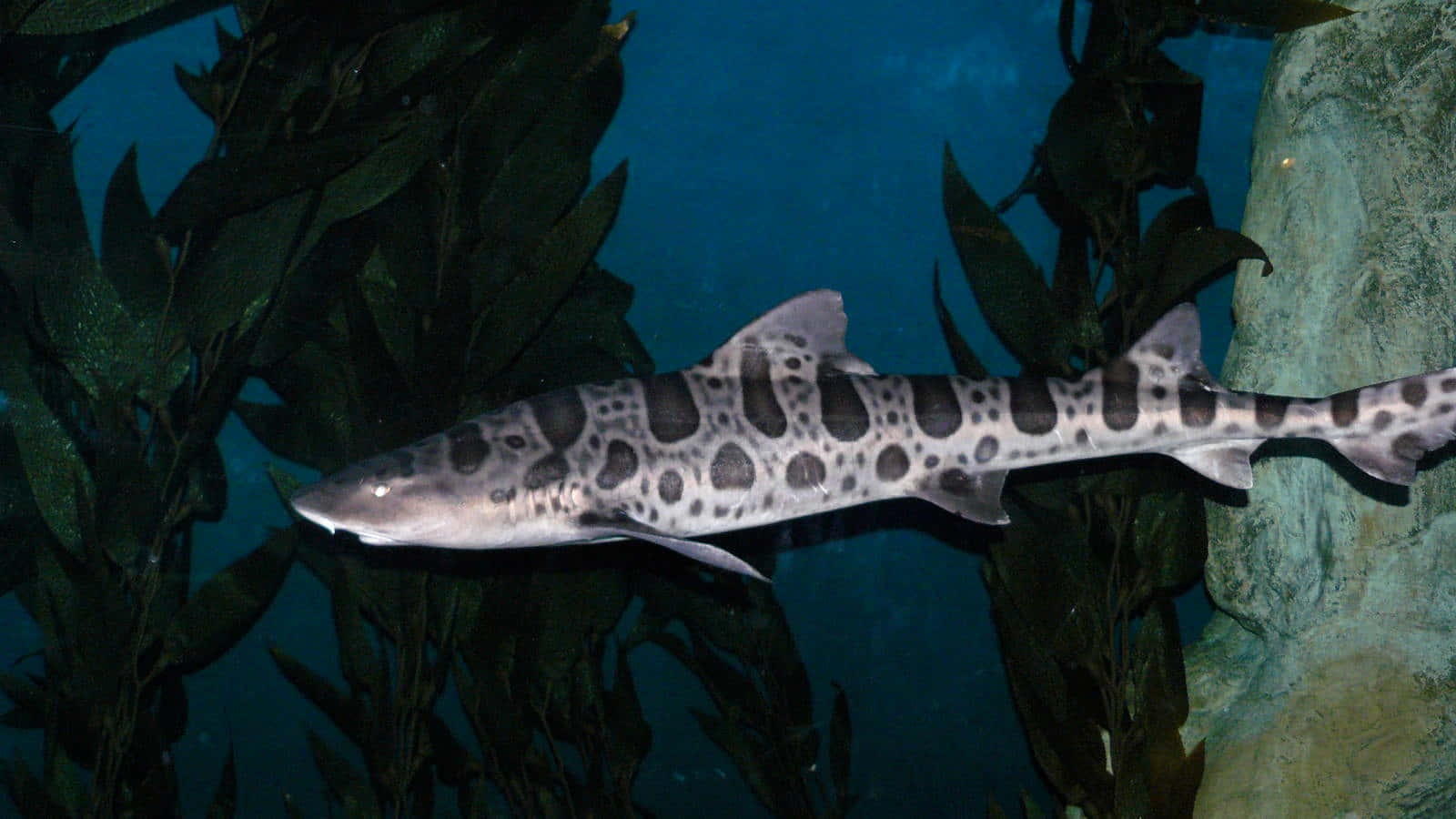 Leopard Shark, deep blue water, dark green seaweed, HD Desktop Wallpaper