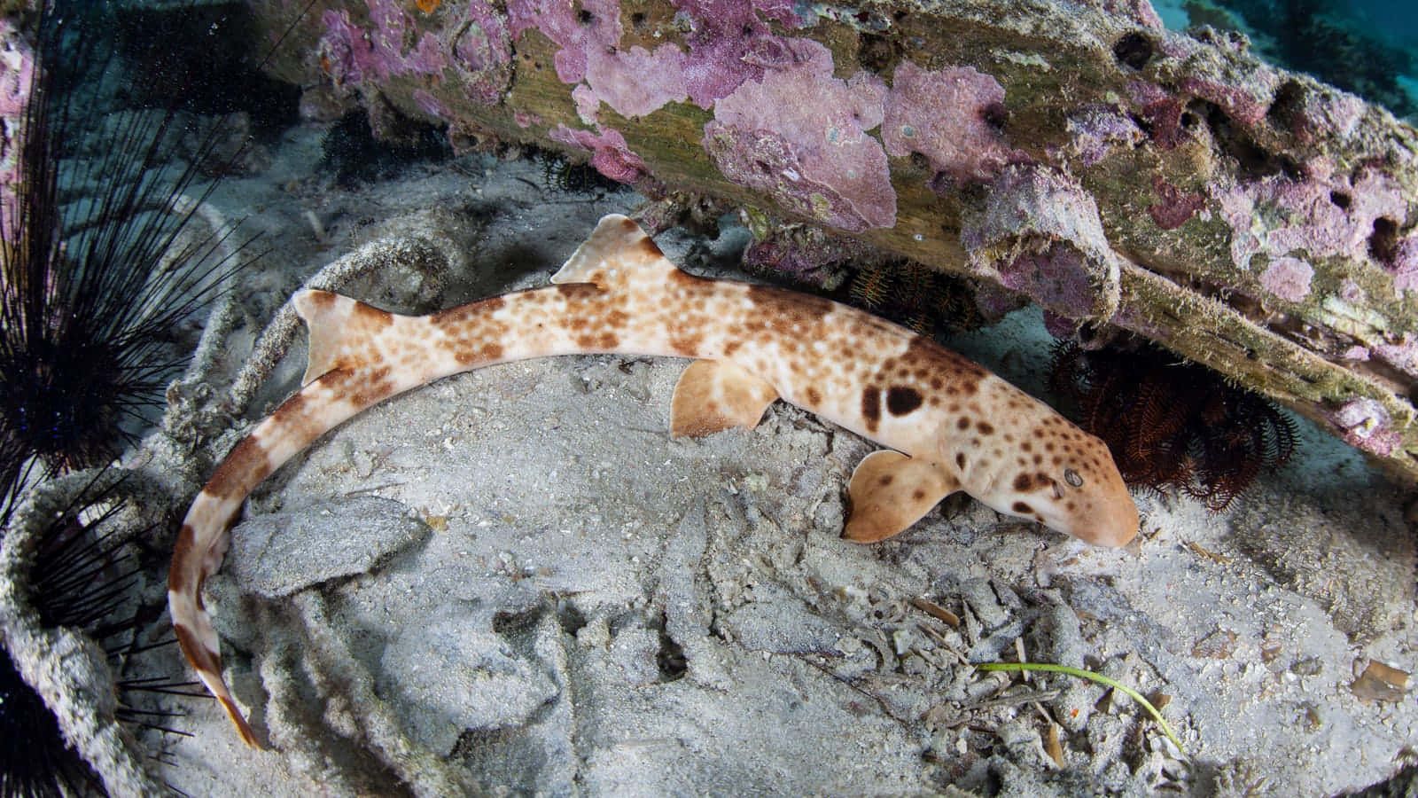 Leopard Shark, coral-encrusted log, sea urchins, HD Desktop Wallpaper