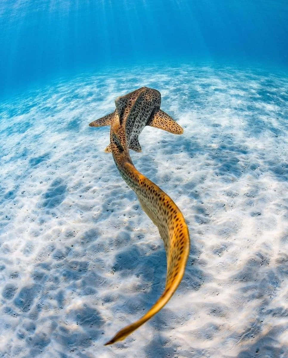 Leopard Shark, sunlit white sand, clear turquoise ocean water, SD Phone Wallpaper