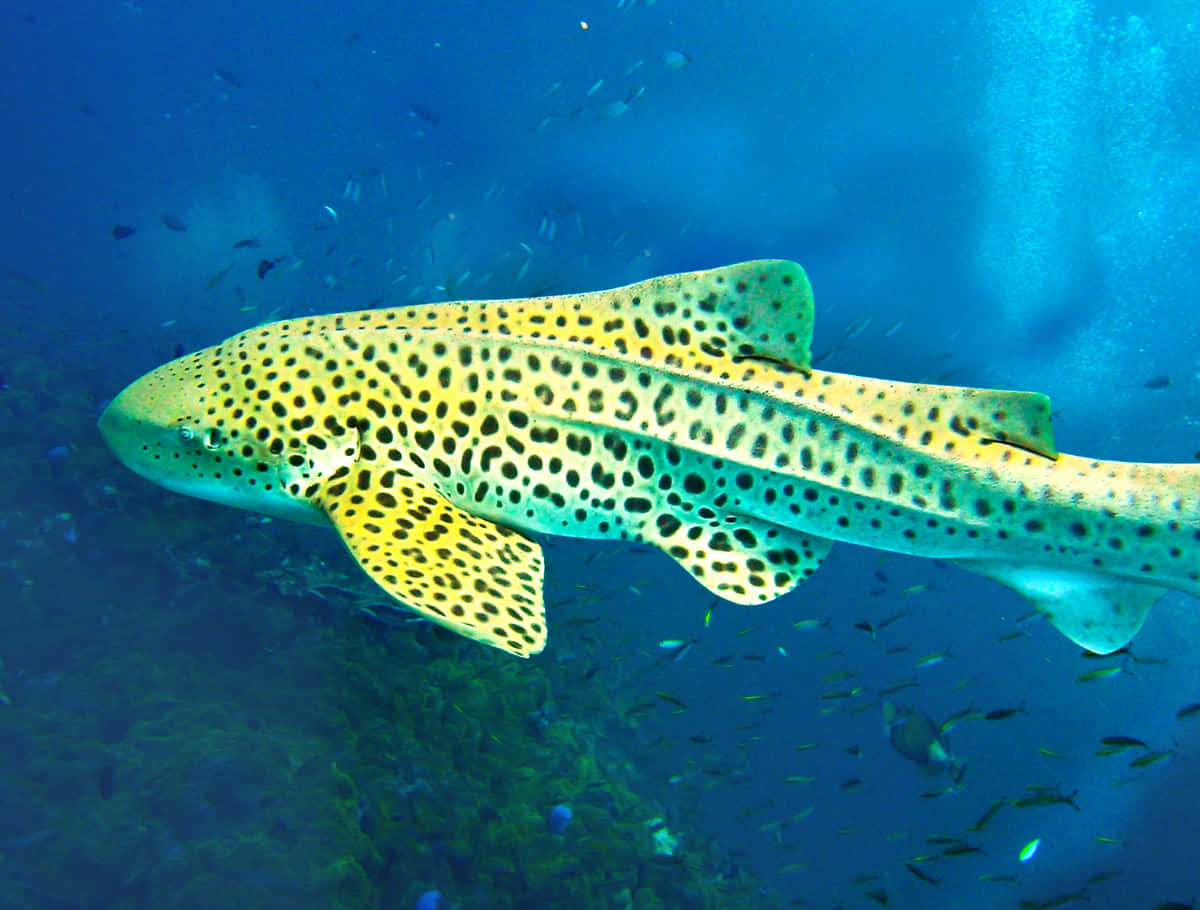 Leopard Shark, vibrant blue ocean waters, small fish, SD Desktop Wallpaper