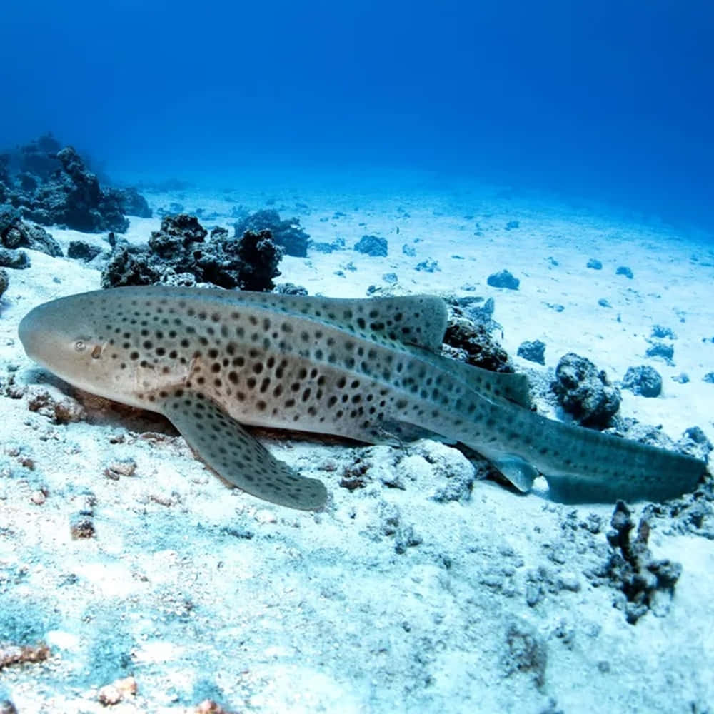 spotted leopard shark, sandy ocean floor, coral formations, SD Desktop Wallpaper